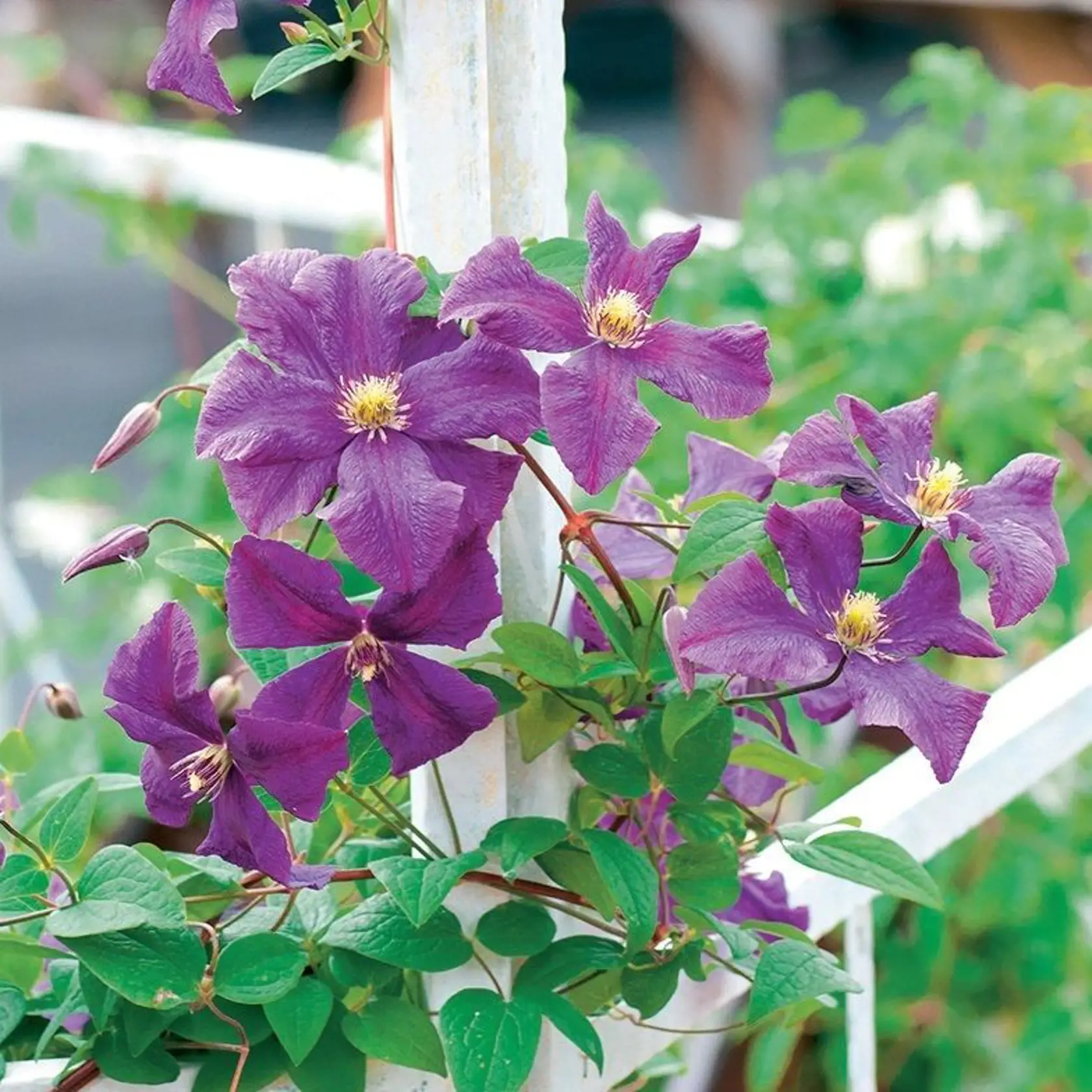 Plamienok (Clematis)