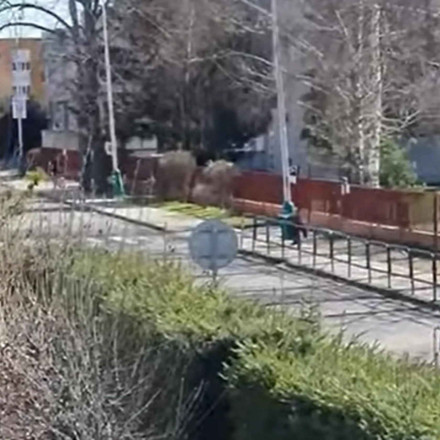 Medveď pobehoval po meste.