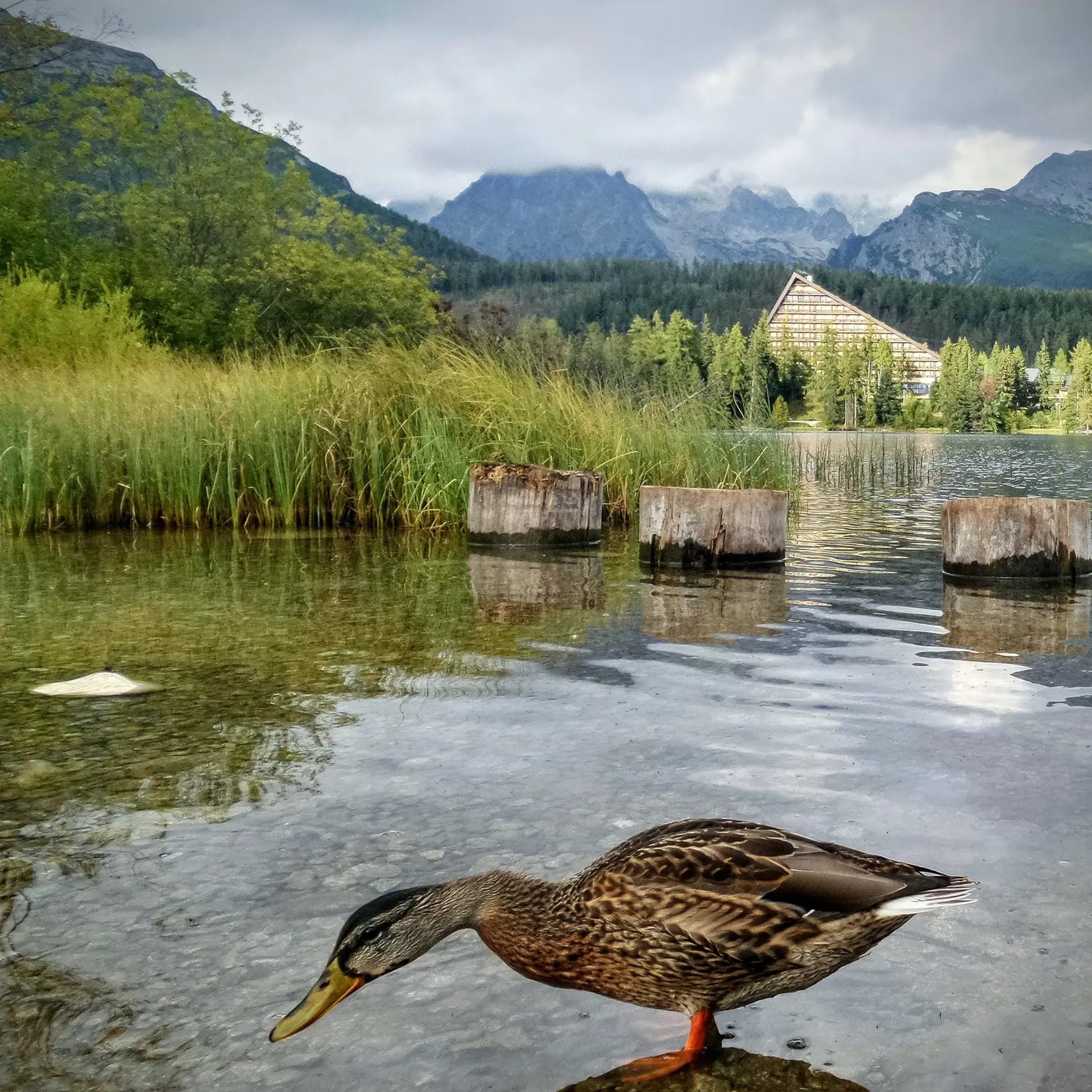 Tatranská fauna a flóra je nádherná aj pri Štrbskom plese. Kačice tu majú raj.