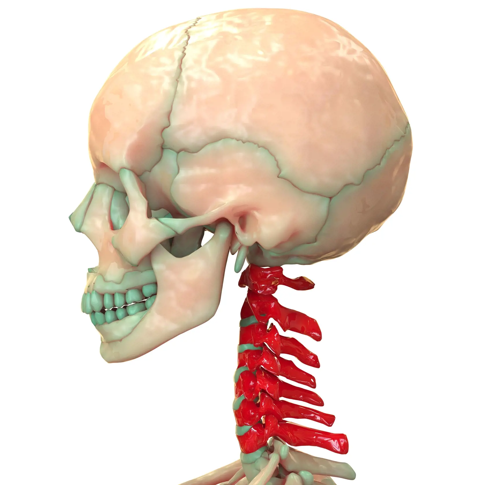Human Skeleton Vertebral Column (Cervical Spine) Anatomy