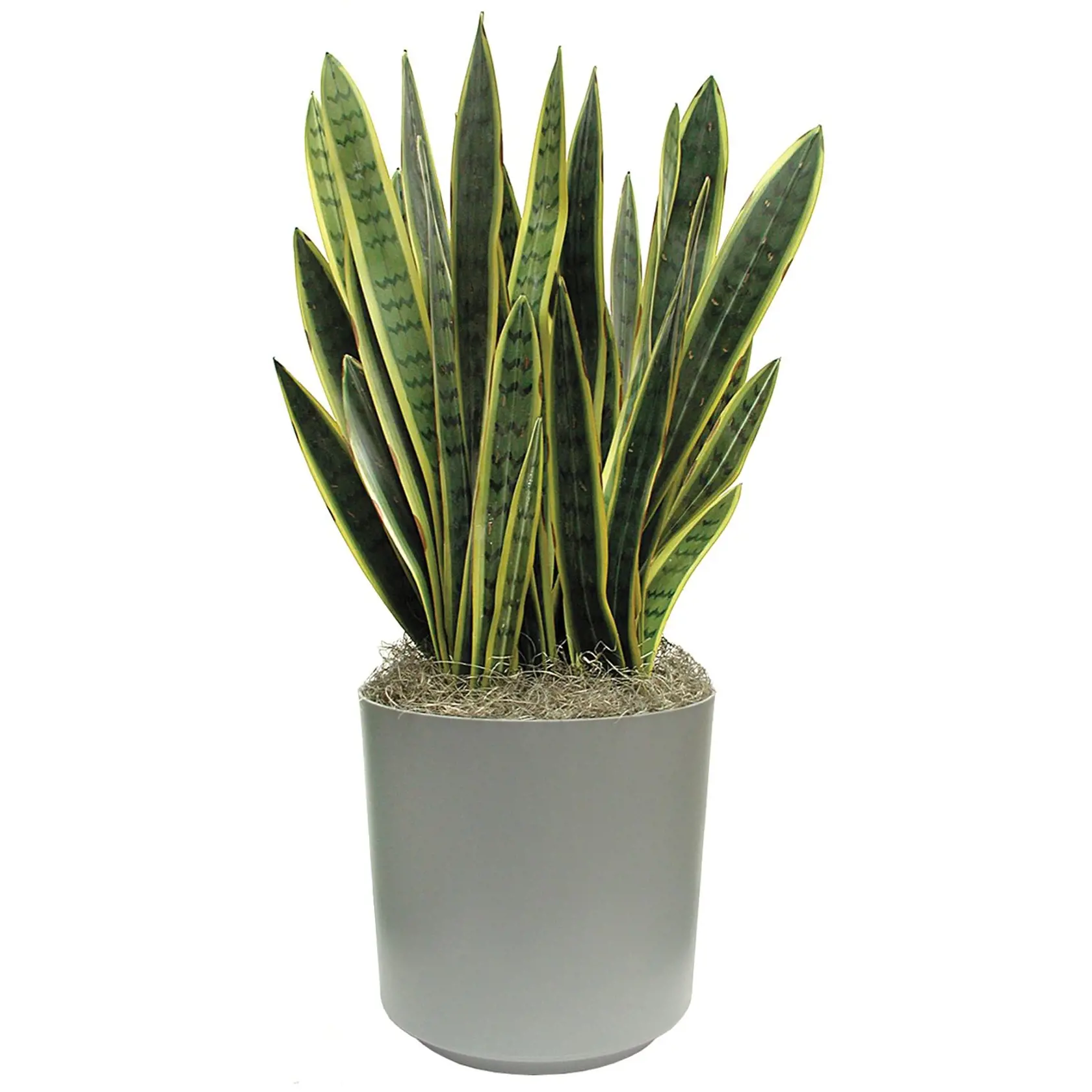 Svokrin jazyk (Sansevieria)