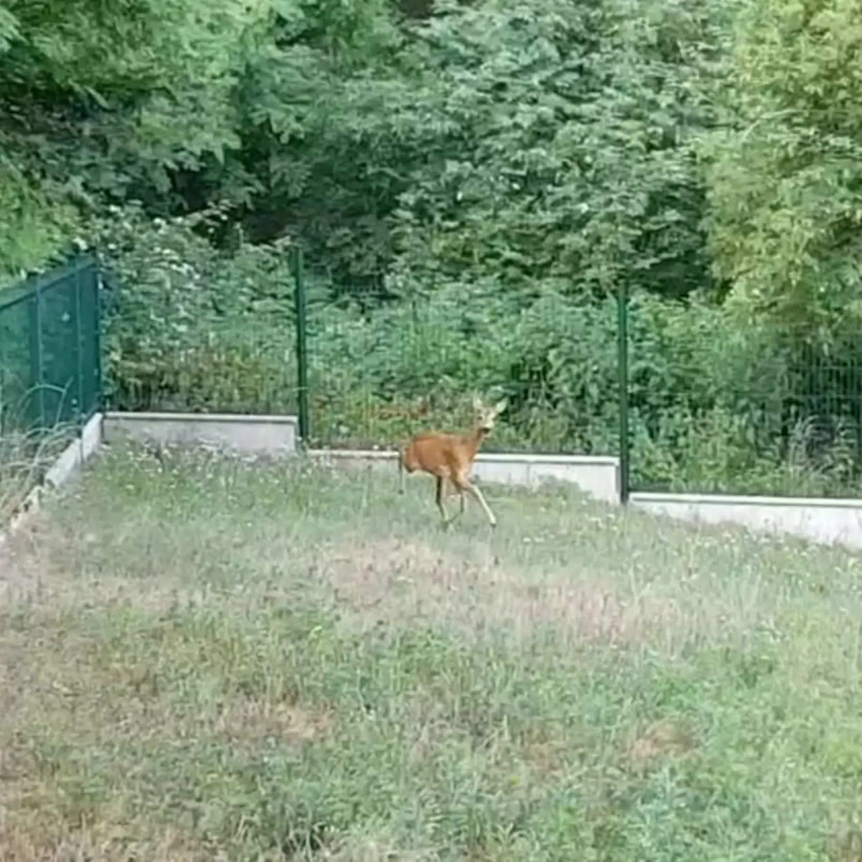 Občas k nim zavíta aj srnka. Najmä vďaka susednému lesíku.