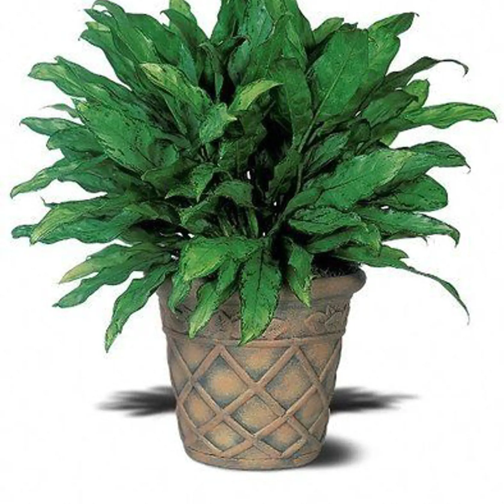 Anglaonema