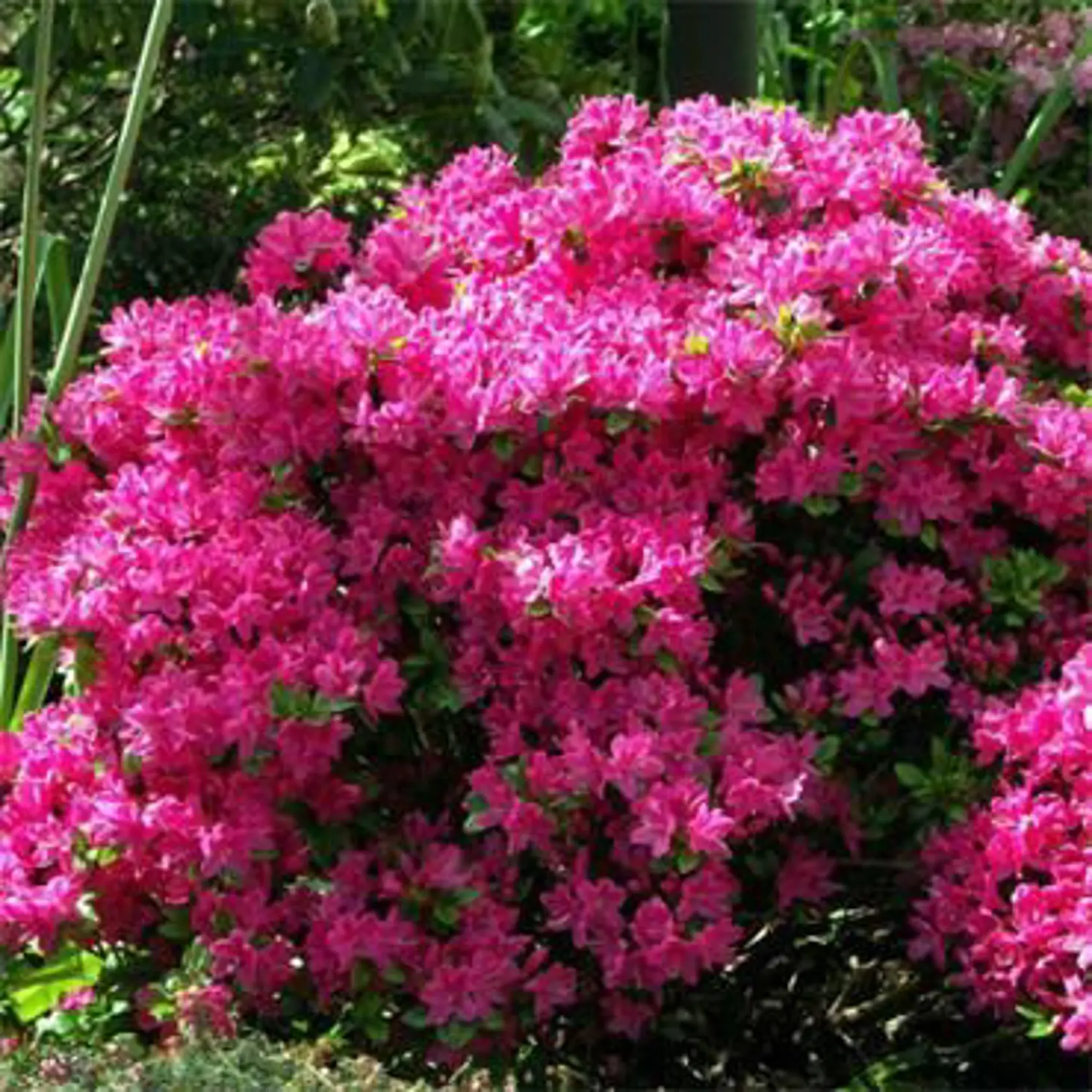 Klenotom záhona je rozhodne azalka japonská ‘Rokoko’ (Azalea japonica), ktorá síce dorastá len do výšky 60 cm, ale zaujme svojimi nádhernými ružovými kvetmi.
