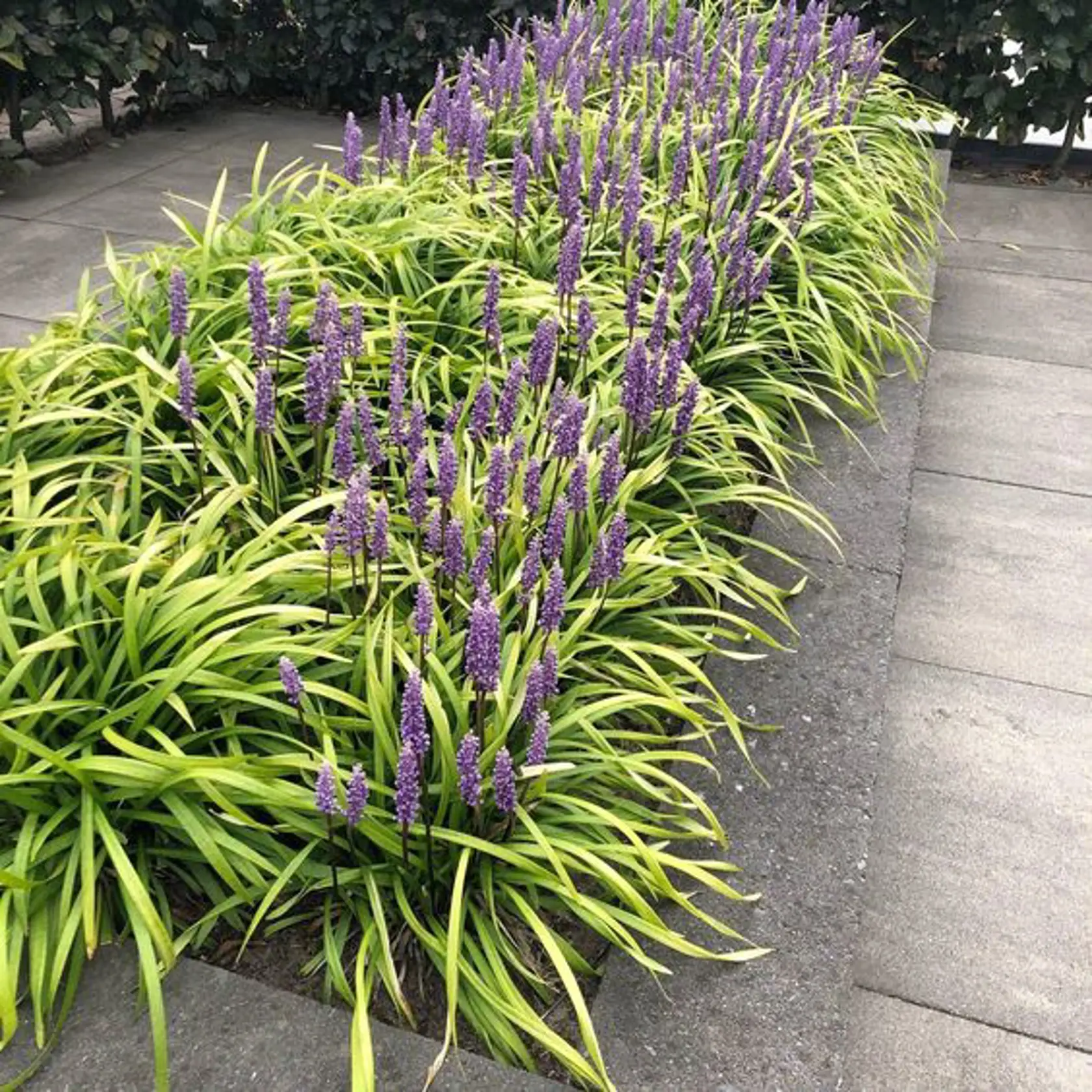 Svojimi fialovými kvetmi a úzkymi sýtozelenými kvetmi zaujme aj liriopa ‘Big Blue’ (Liriope muscari).
