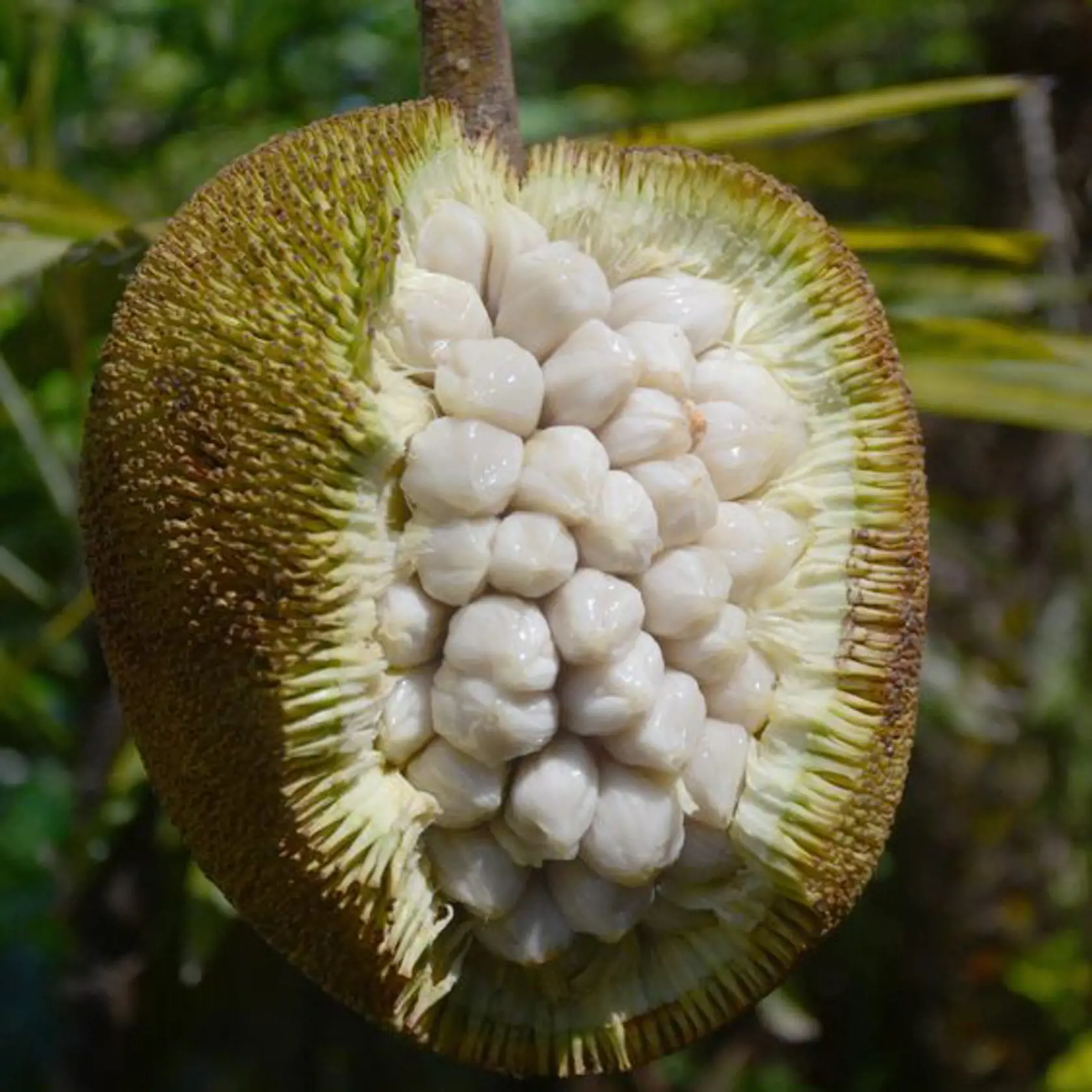 Durian patrí k výnimkám, ktoré si z dovolenky doviezť môžete.