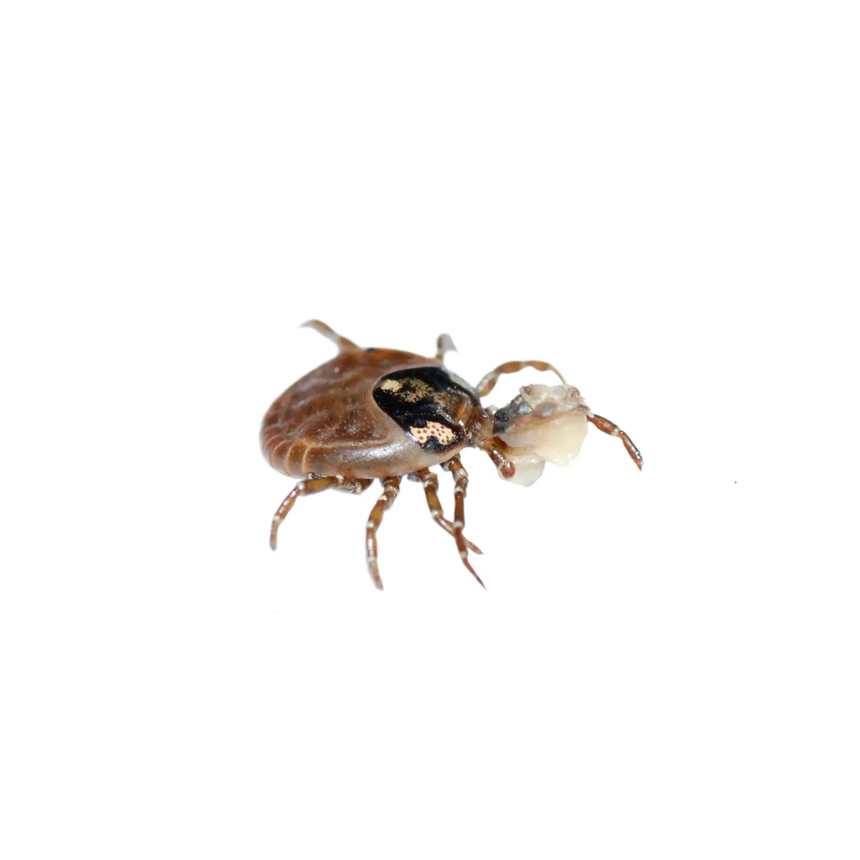 kliešť