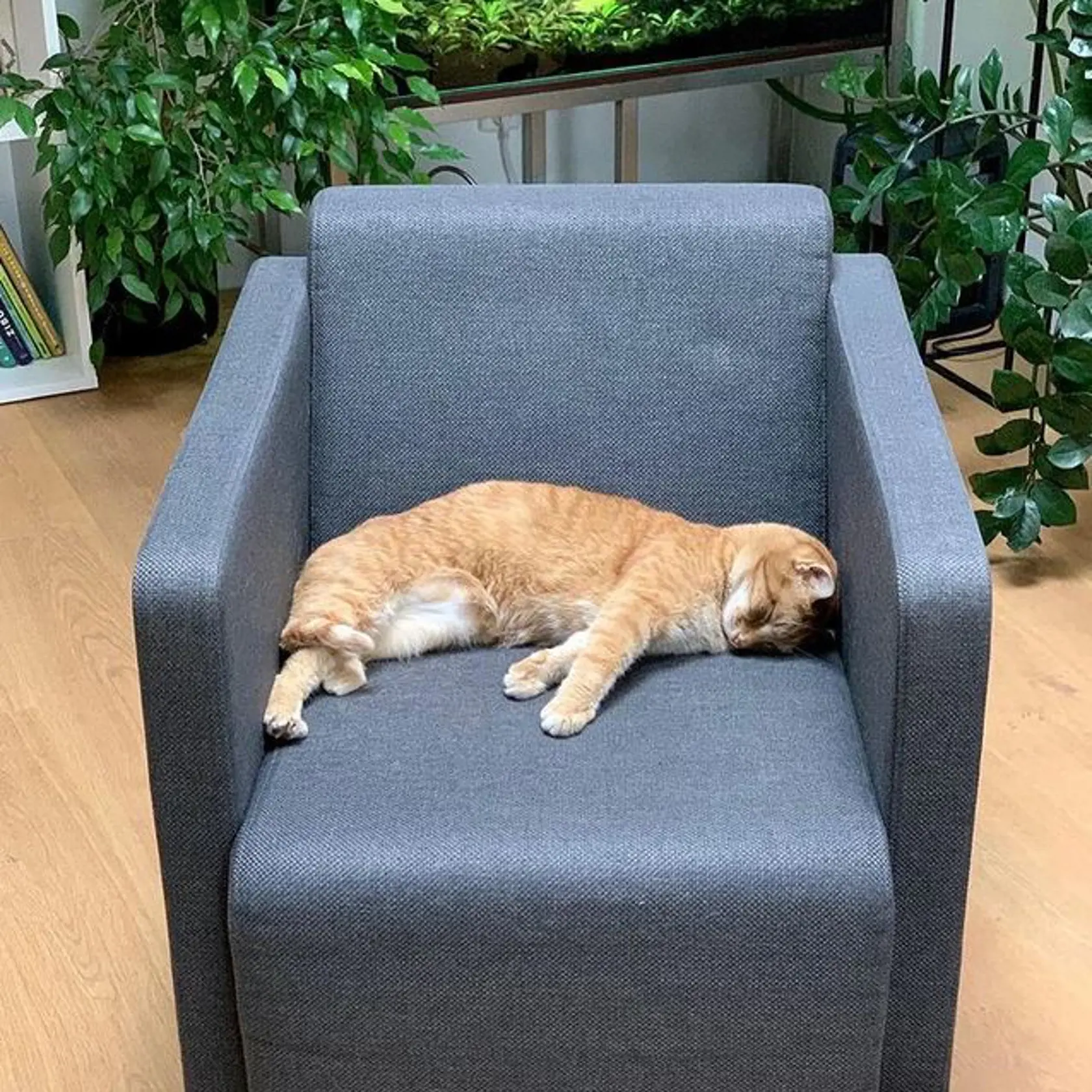 Herečka Michaela Čobejová má doma i milovaného kocúra.