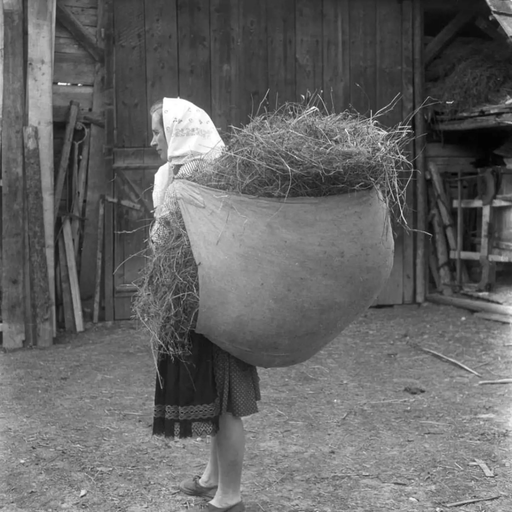 Stará Lehota v okrese Nové Mesto nad Váhom. Na zábere z roku 1971 žena so "zajdou" sena.