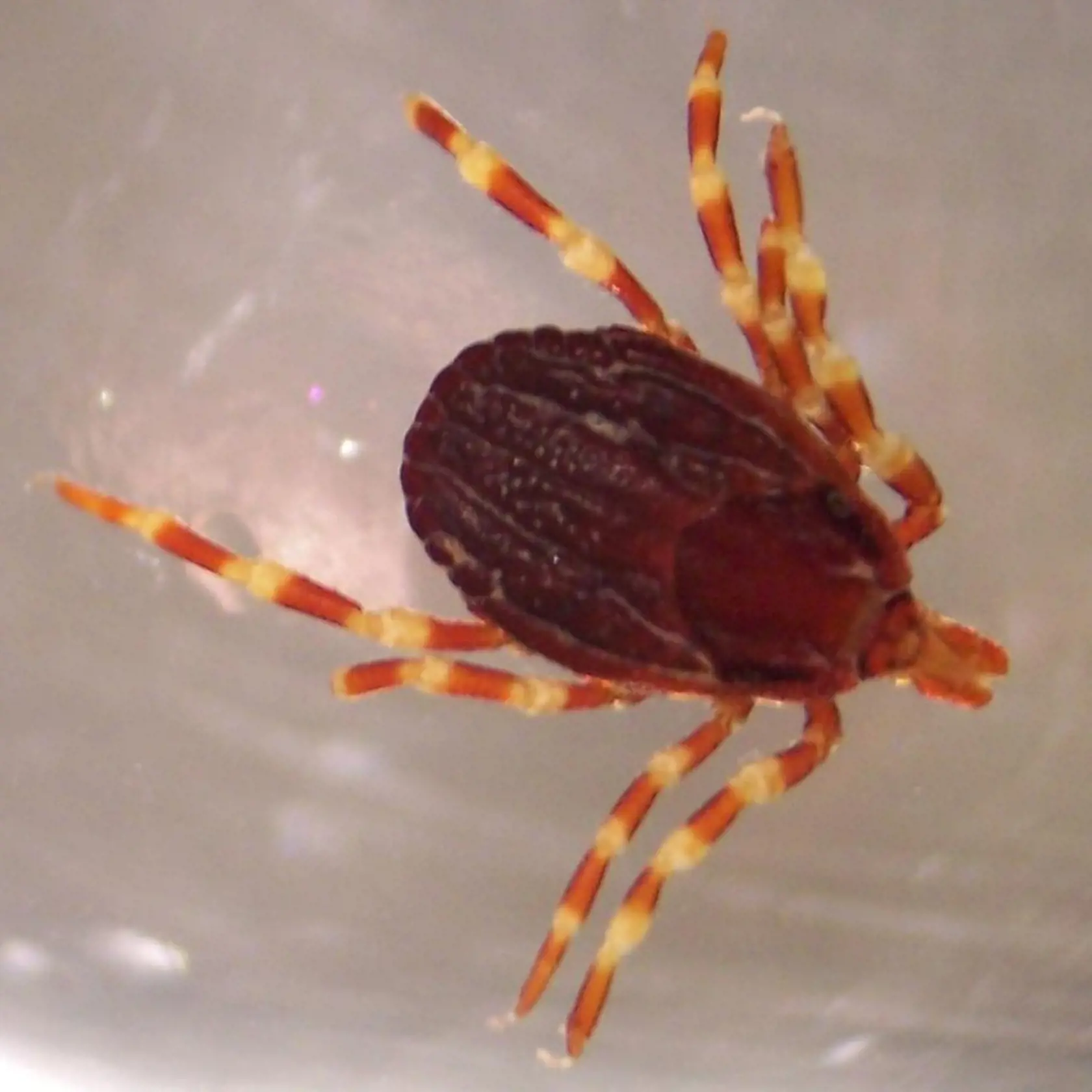 Hyalomma marginatum