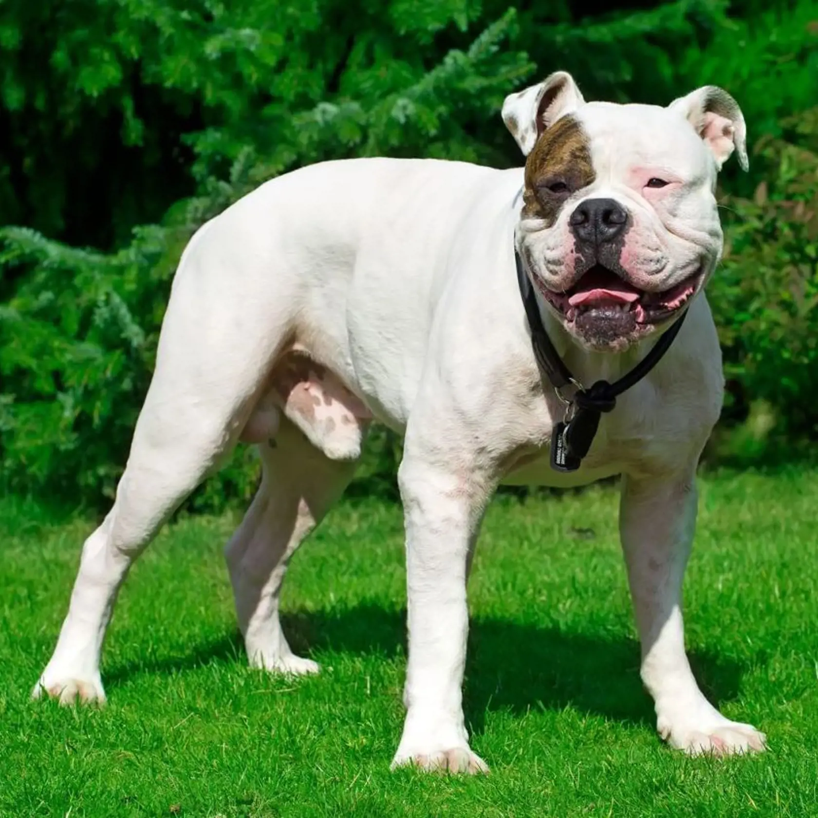 AMERICKÝ BULDOG