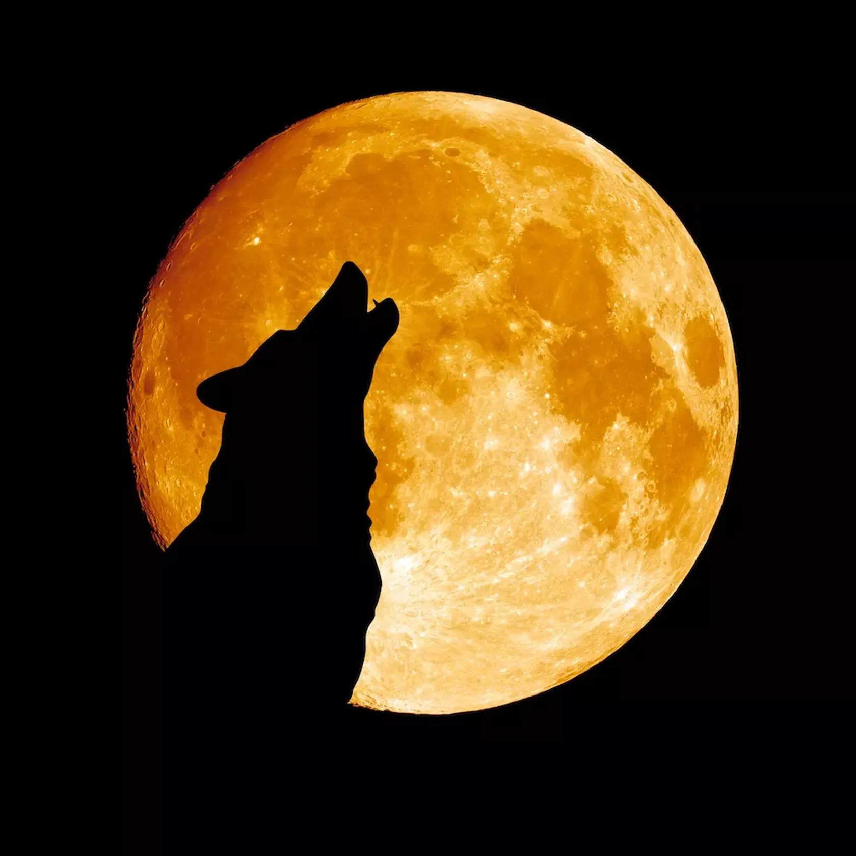 Vlčí spln sa spája s vlčím či psím zavýjaním.