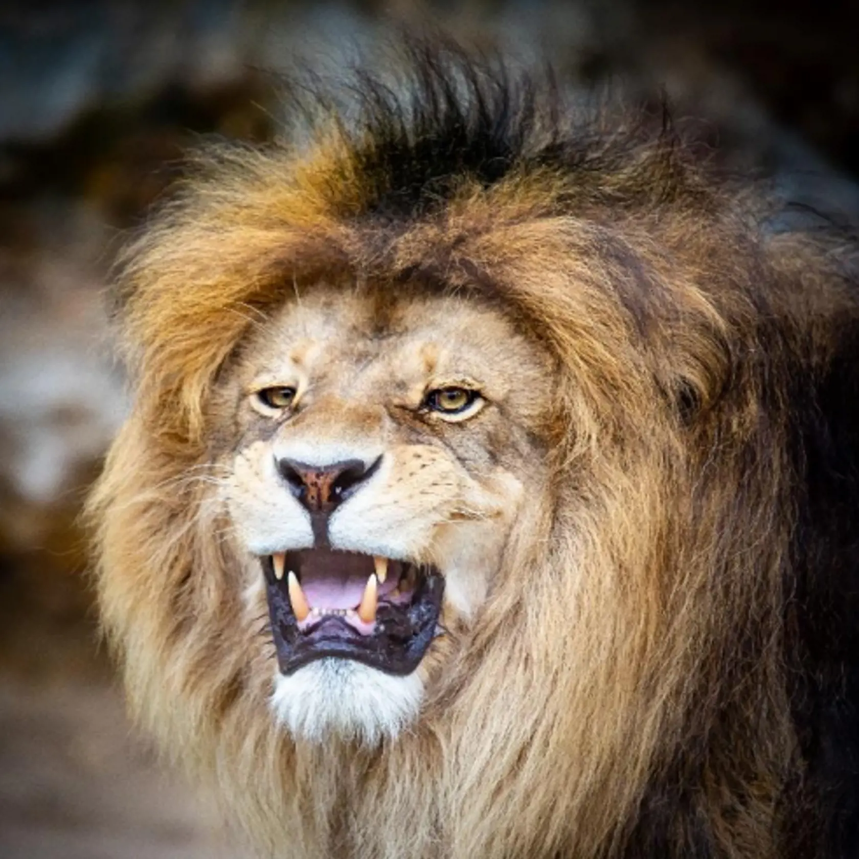 Leva berberského Aslana museli v bojnickej ZOO utratiť.