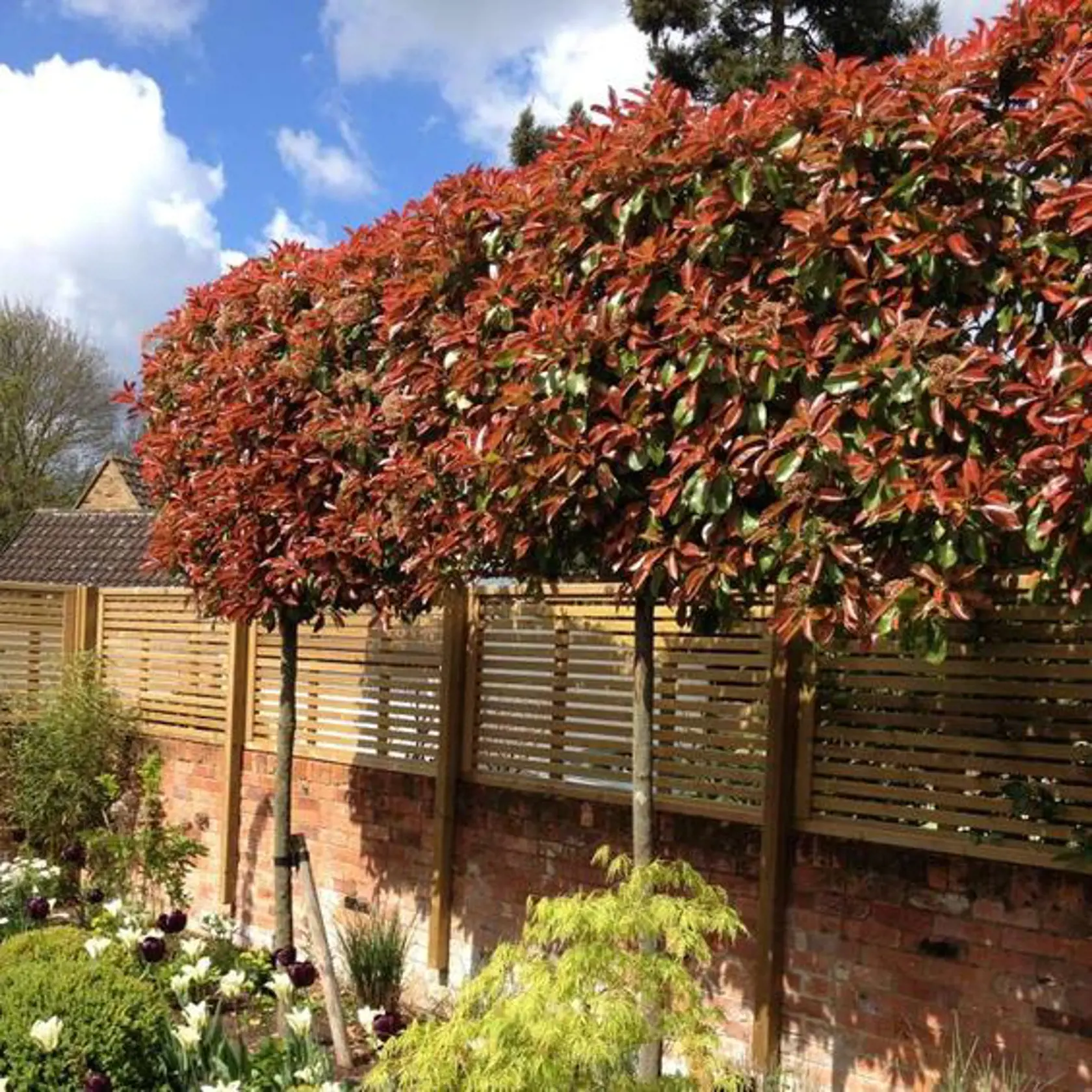 Červienka fraserová (Photinia fraserii)