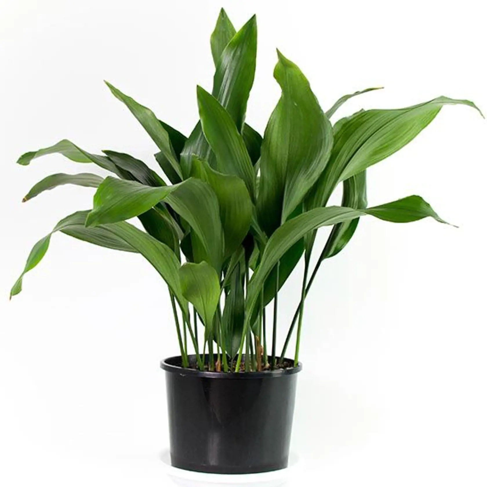 izbové kvety - Aspidistra