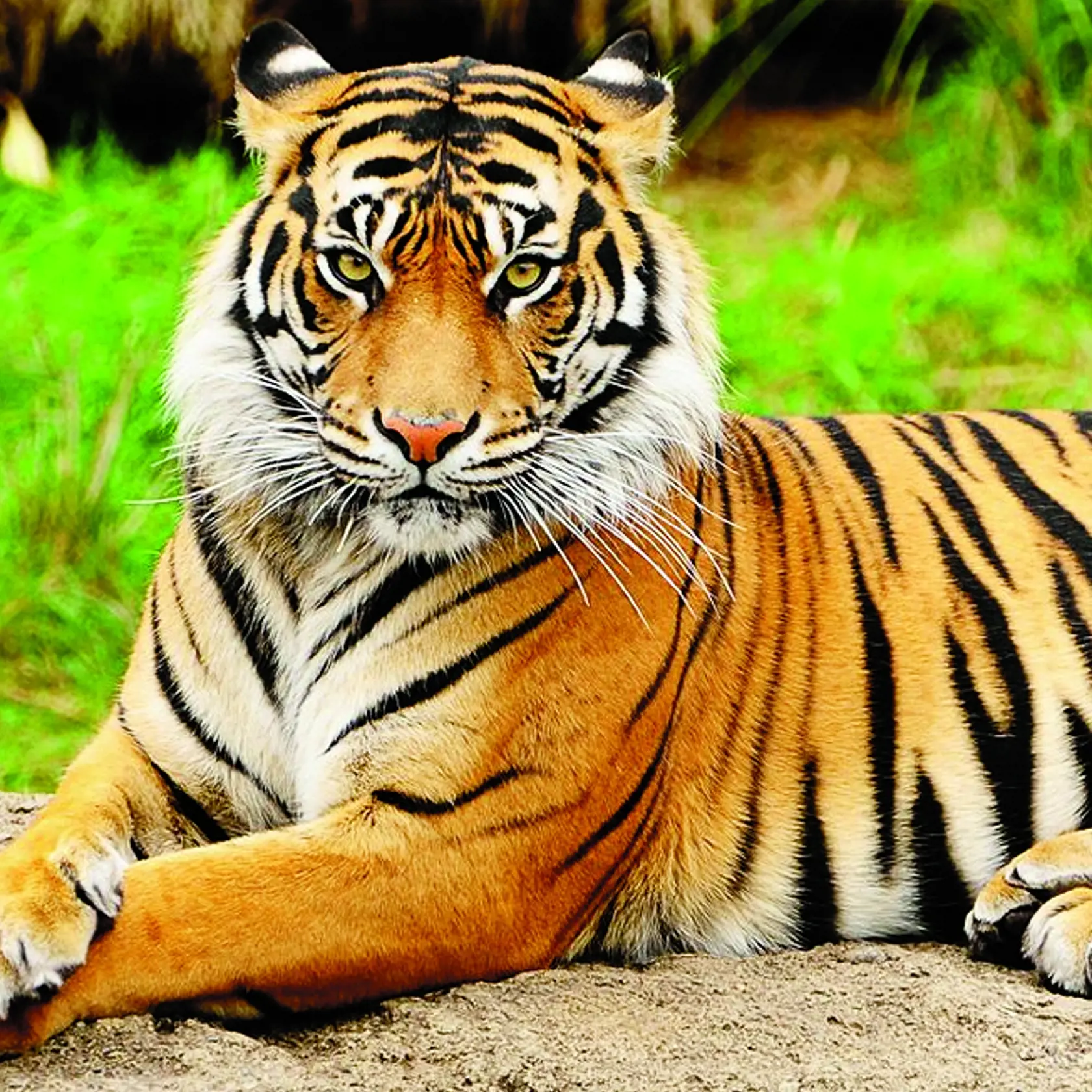 Tip redakcie - Tigria oáza:
Neďaleko obce Kostolná pri Dunaji v Bratislavskom kraji je miesto, kde sa darí pruhovaným šelmám. Našiel tu útočisko tiger ussurijský – sibírsky. V Oáze sibírskeho tigra ich žije 24. Voda, ležiace drevené pne, vyvýšené posedy – to všetko im pripomína ich domovinu. 
