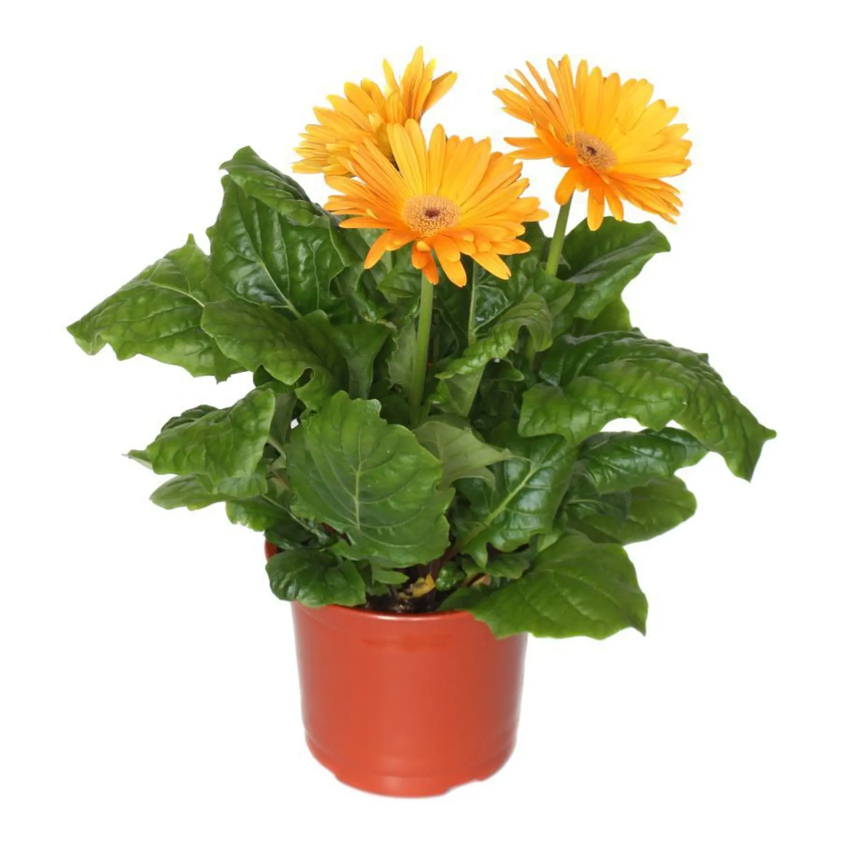Gerbera