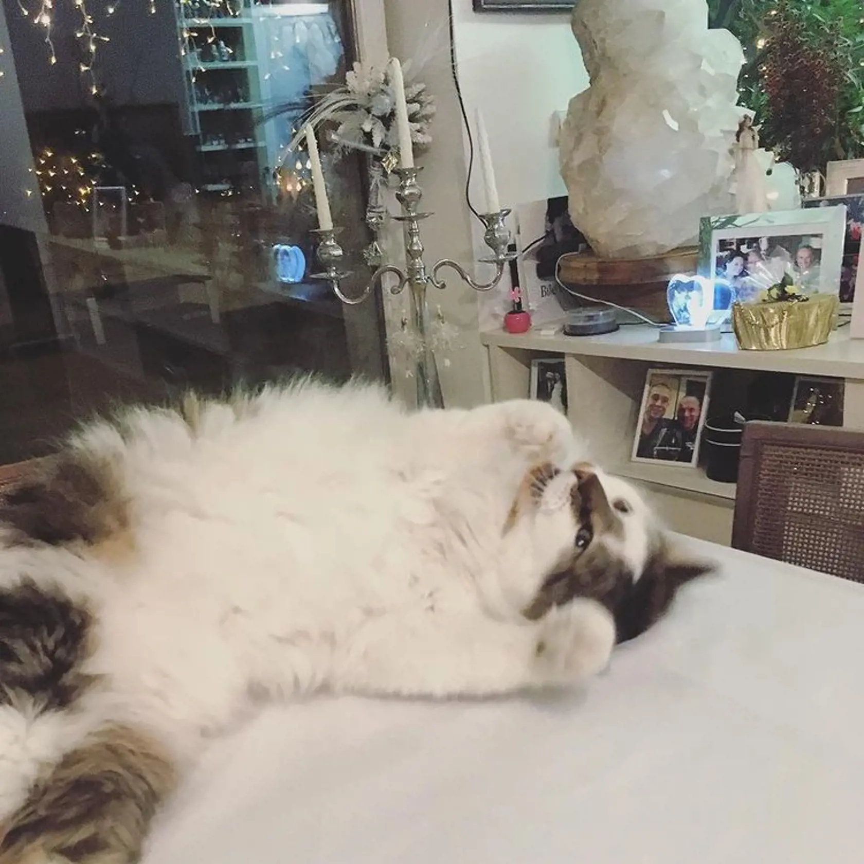 Takto si žije Lucie Bílá s partnerom a zvieracími spoločníkmi.
