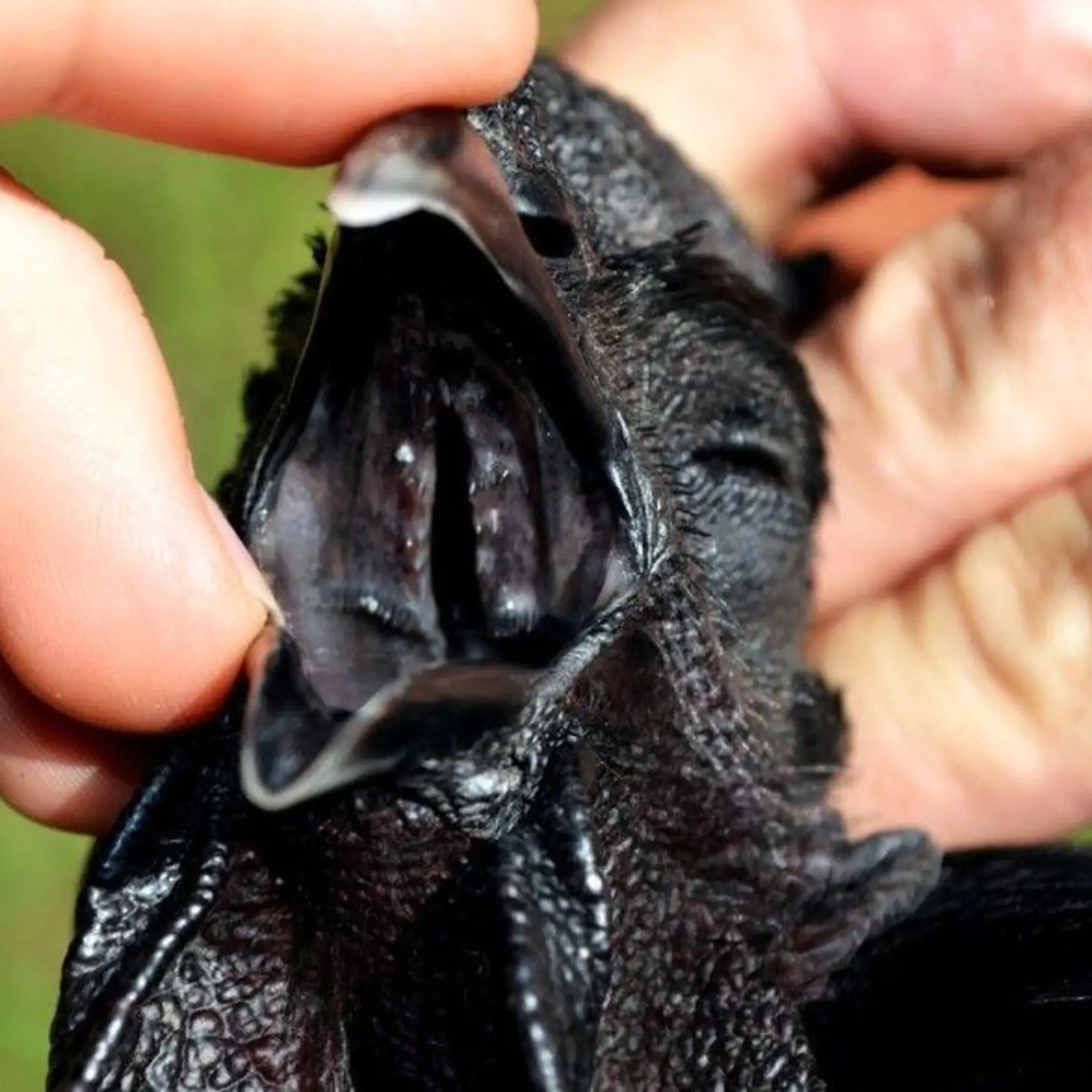 Hydina zo špeciálnej odrody Ayam Cemani má celé