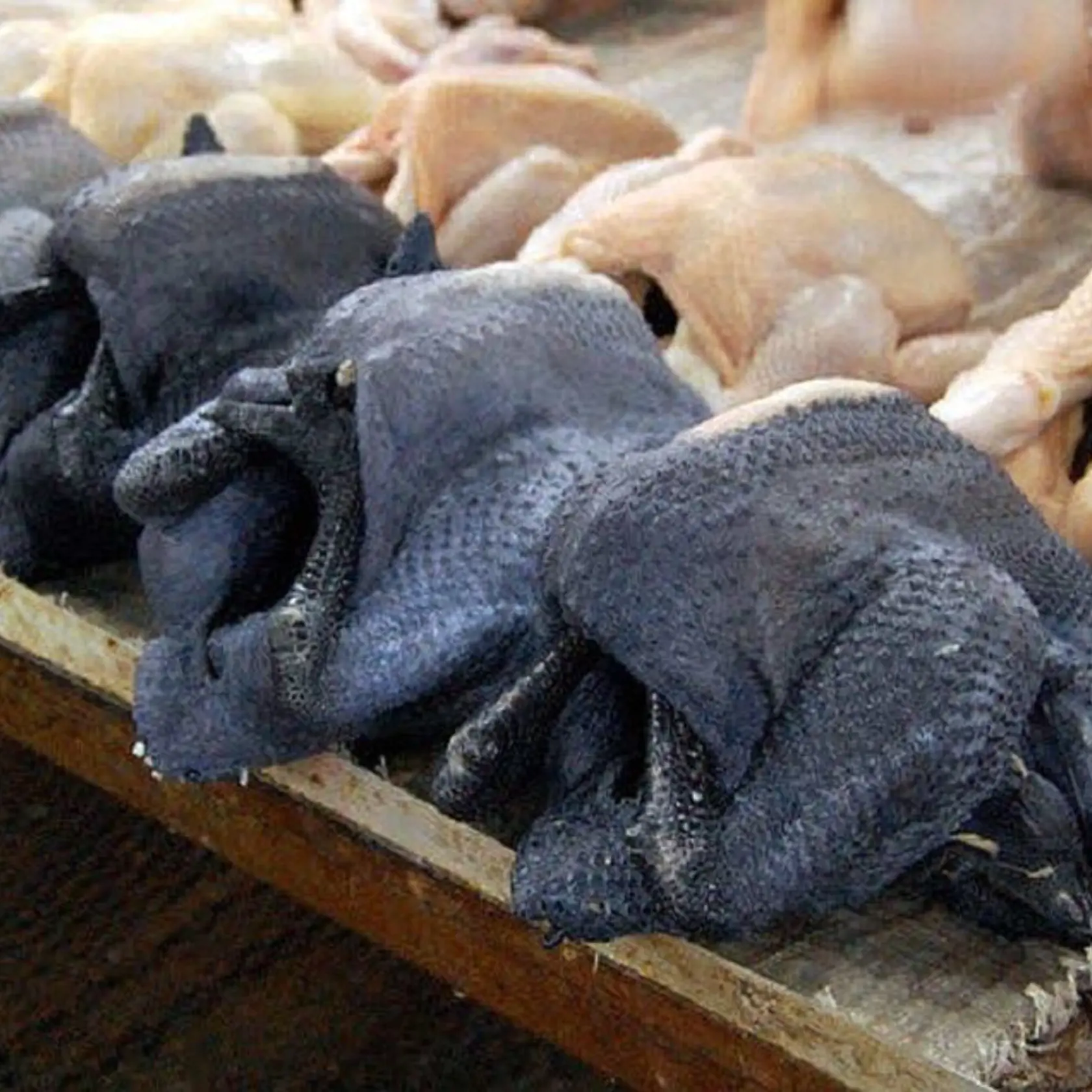 Hydina zo špeciálnej odrody Ayam Cemani má celé