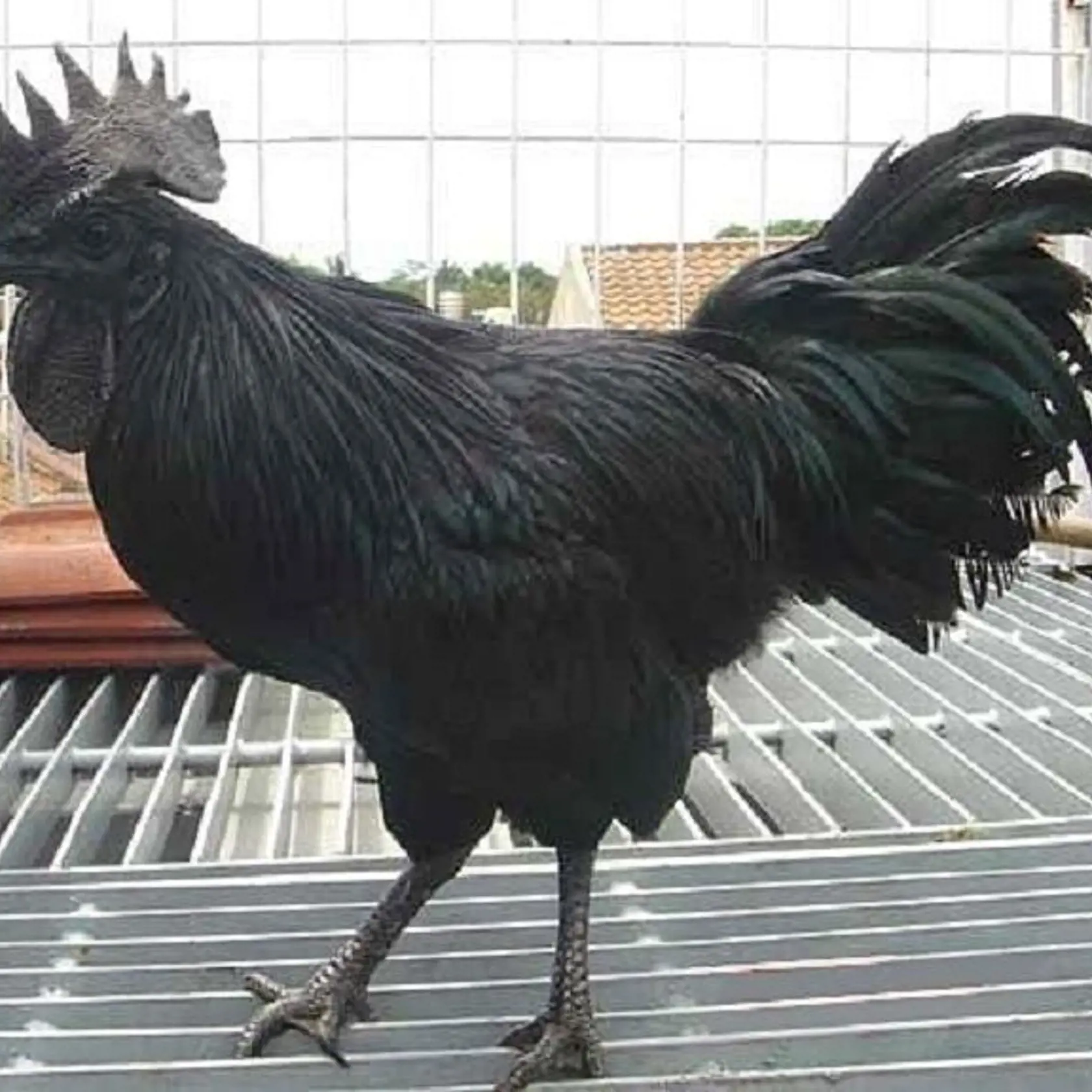 Hydina zo špeciálnej odrody Ayam Cemani má celé
