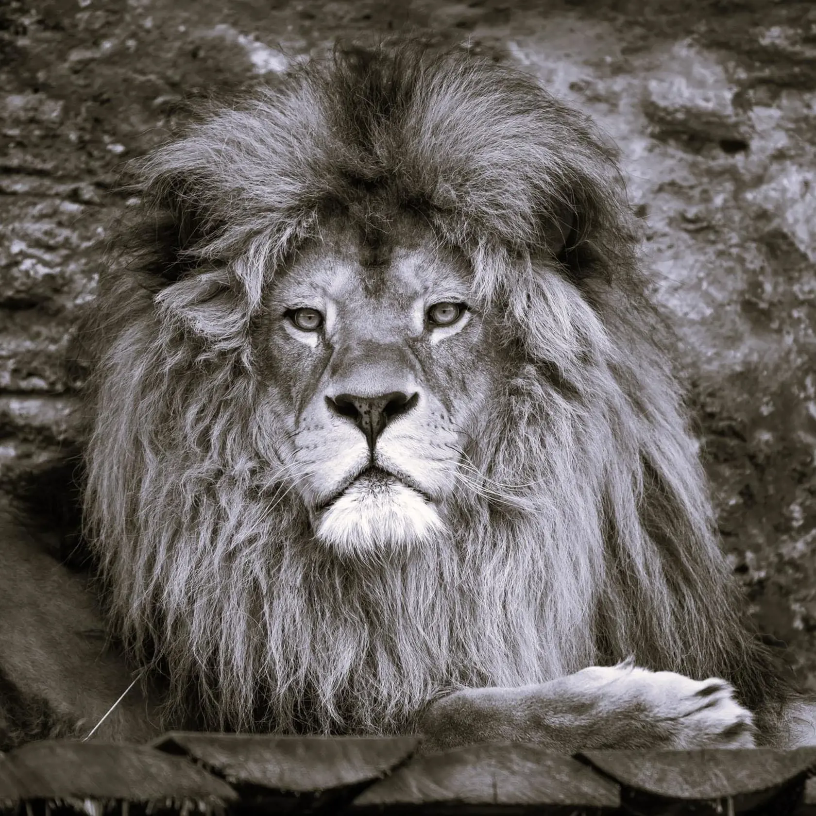 Leva berberského Aslana museli v bojnickej ZOO utratiť.