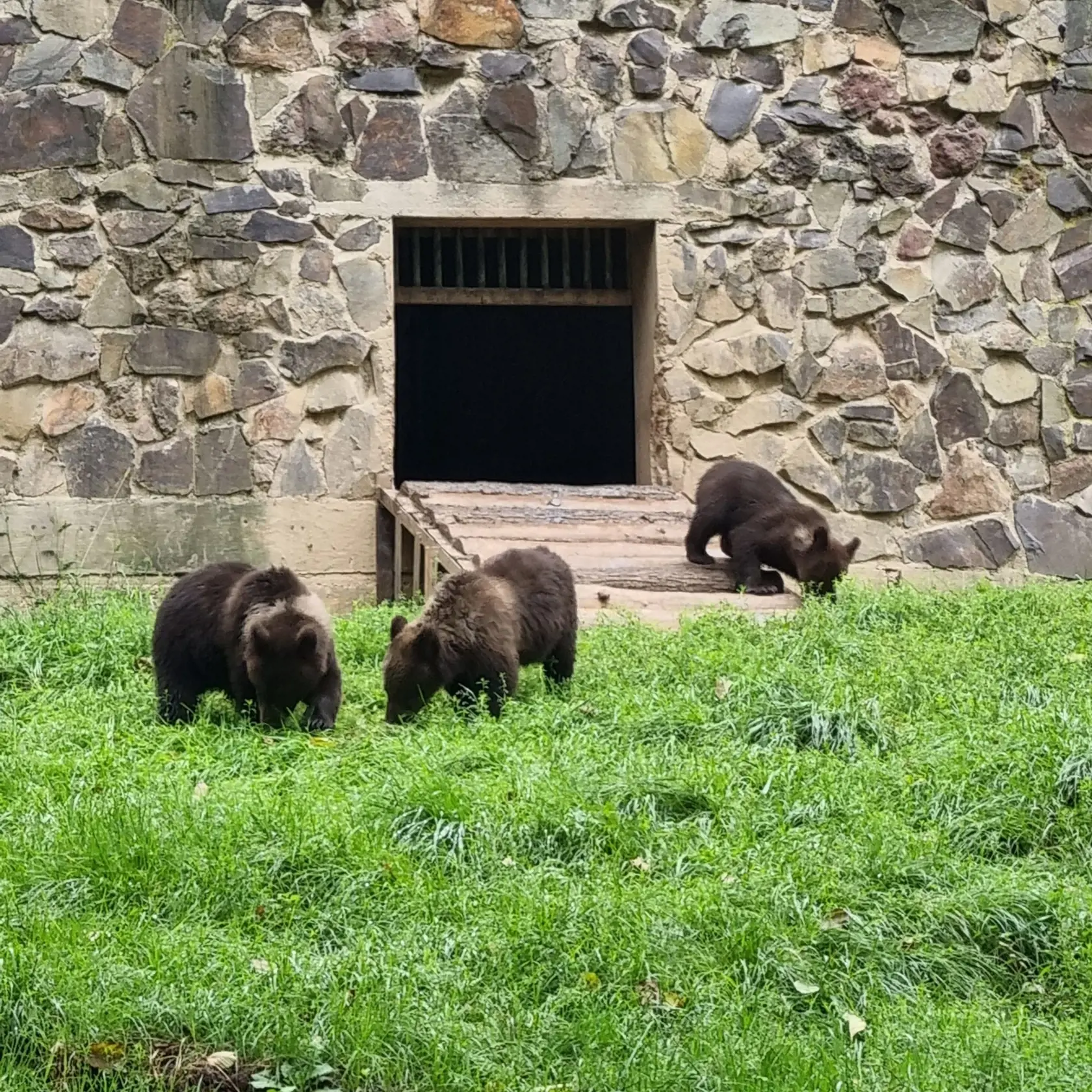 Medvede sú neodmysliteľnou súčasťou košickej zoologickej záhrady. Tradícia sa drží už tridsaťpäť rokov a narodilo sa tu celkovo jedenásť mláďat.