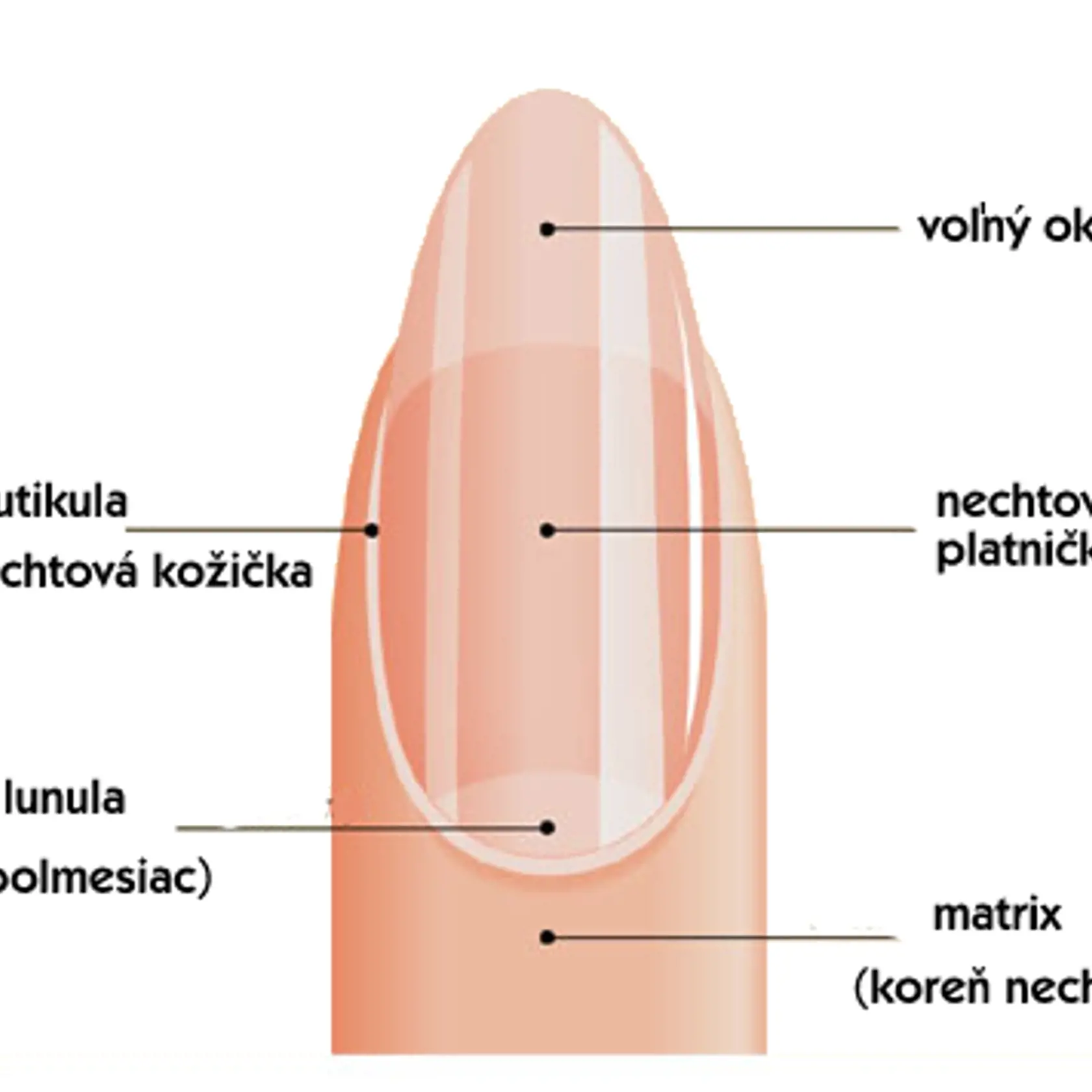 Lunuly sú výrazné biele polmesiace na nechte.