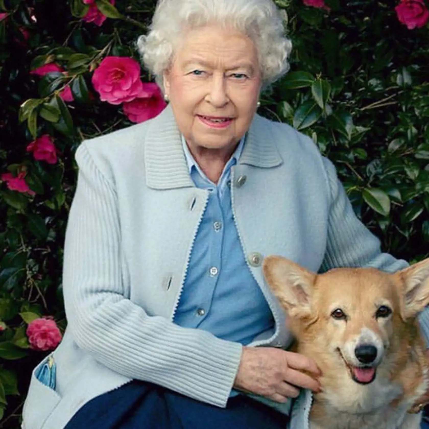 Kráľovná mala počas života vyše 30 rôznych psov plemena corgi.