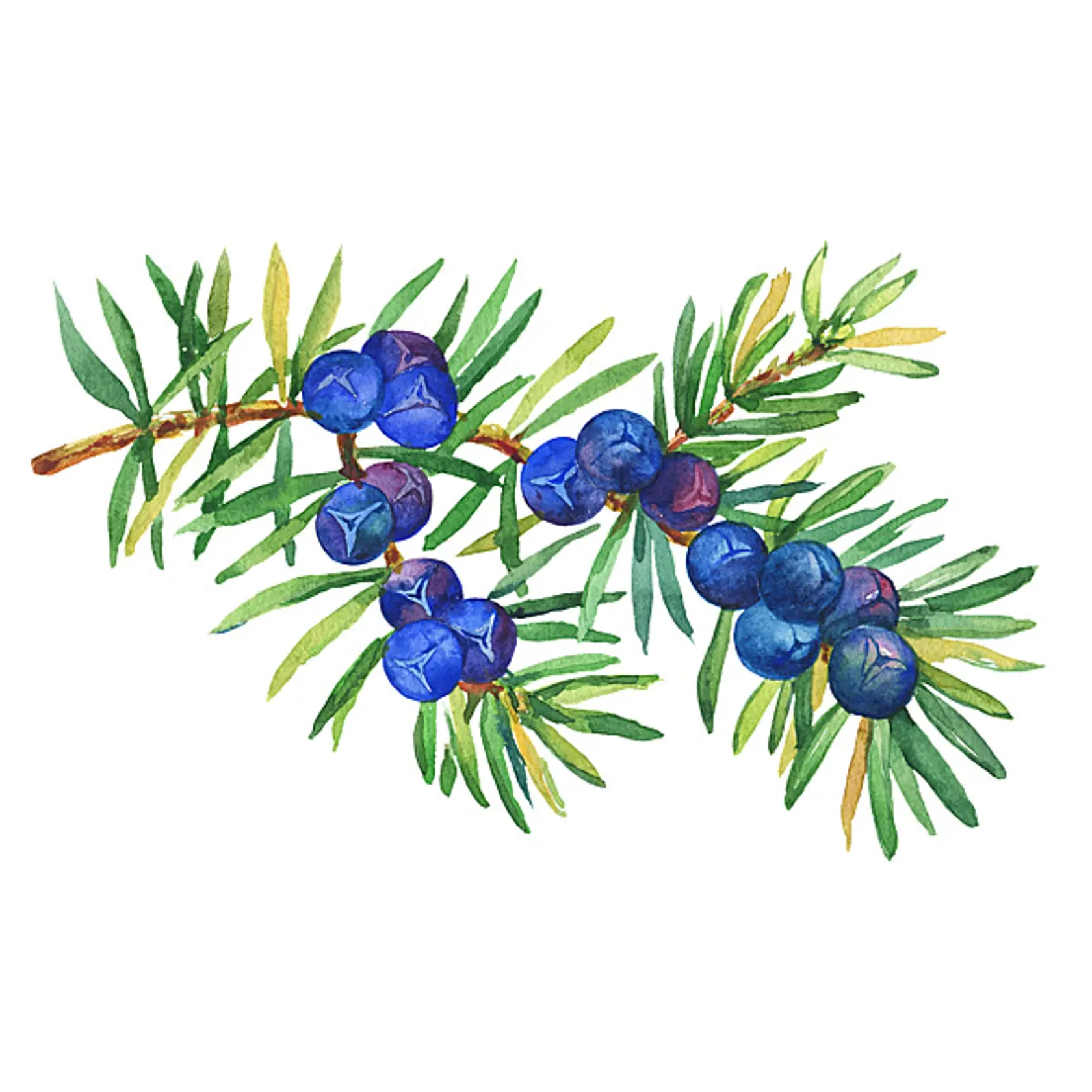 Borievka