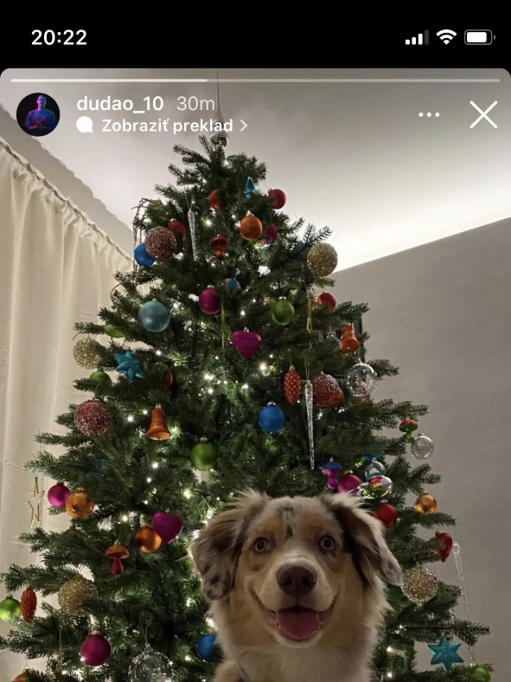 Ondrejovi Dudovi stráži vianočný stromček domáci miláčik.