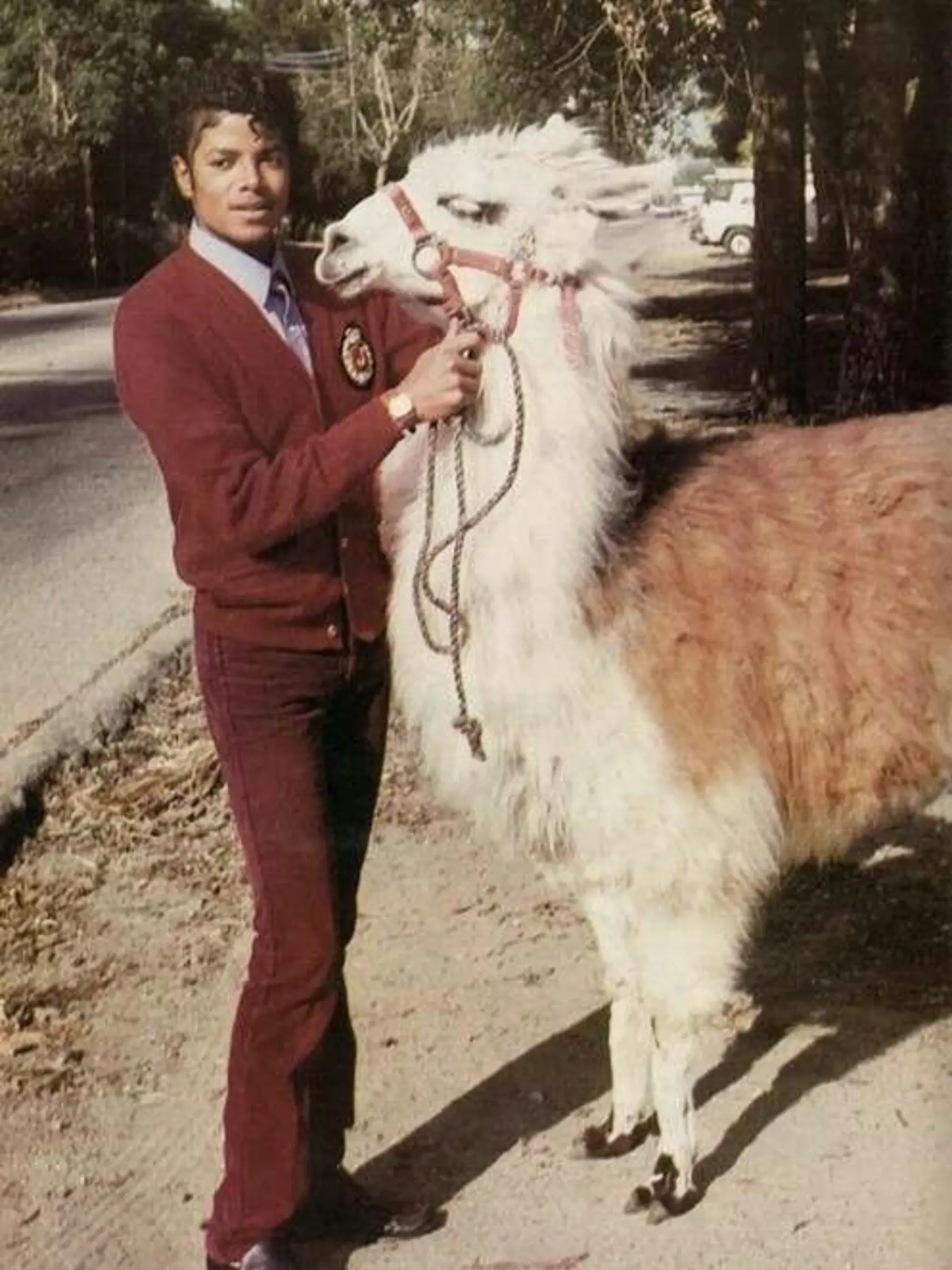 Michael Jackson a lama