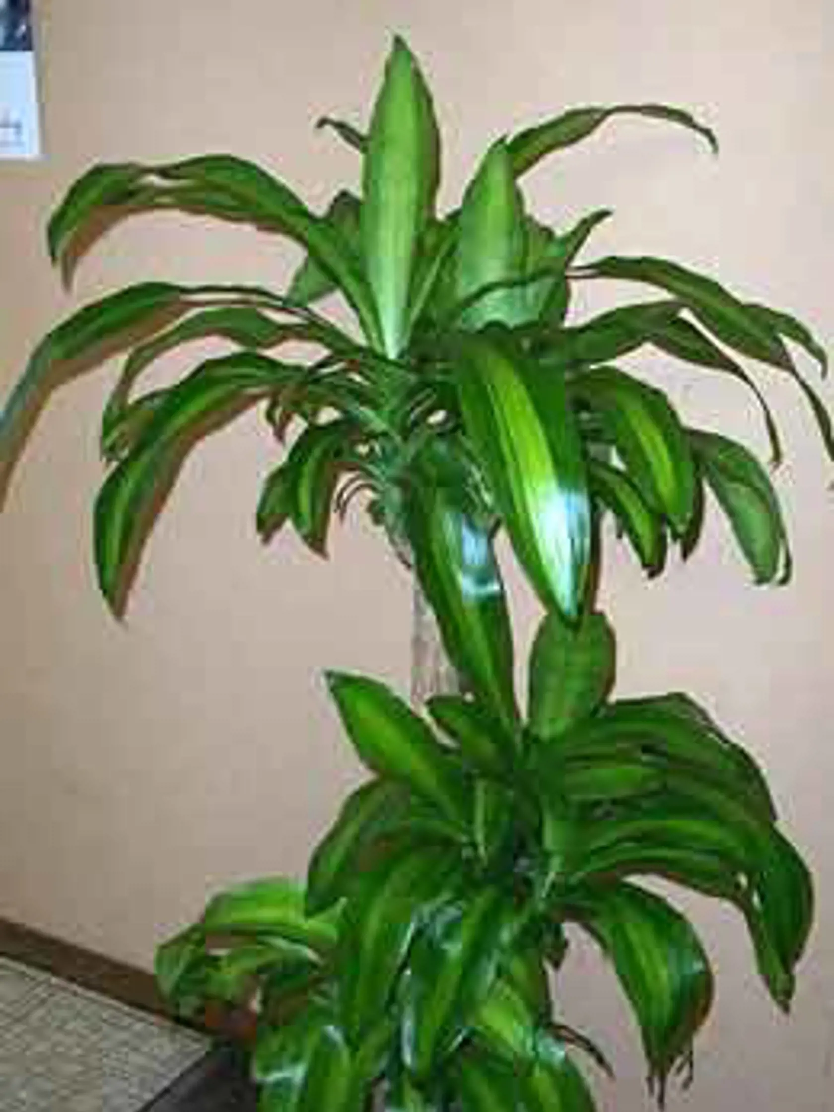 Dracena pôsobí aj proti stresu.