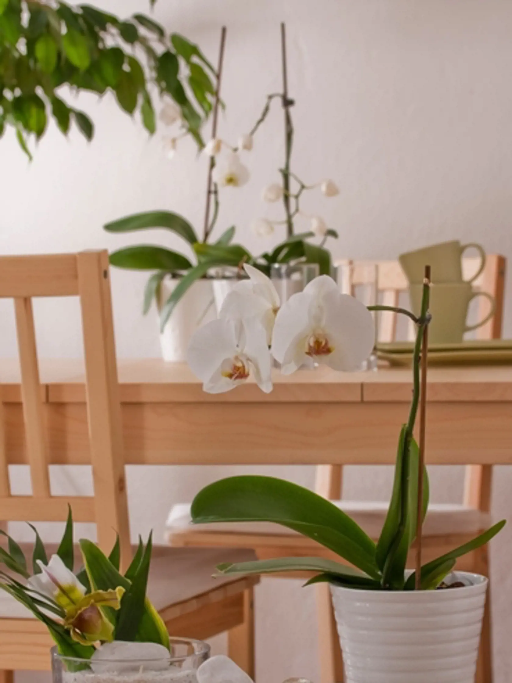 Zaobstarajte si kvalitnú zeminu pre pre orchidey a hnojivo s vyšším obsahom draslíka a fosforu.