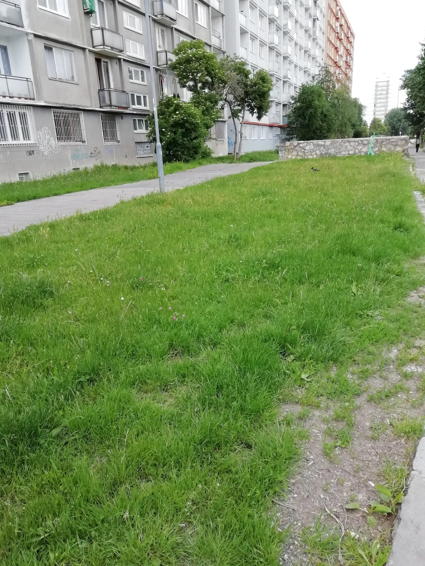 V Ružinove sa minulý týždeň kosilo v okolí Retra, ale neďaleké jazierko Rohlík je upravené prírodne.