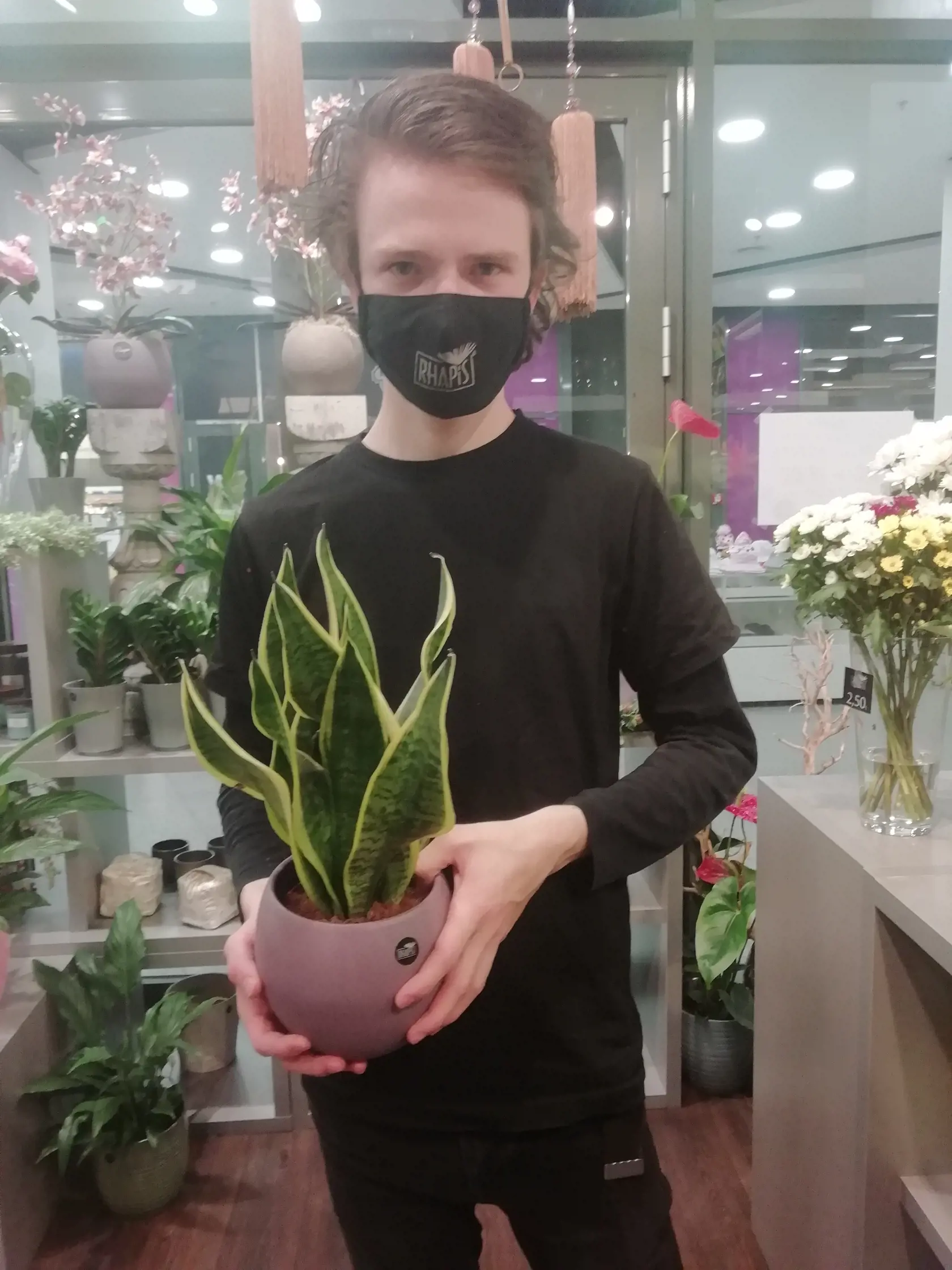 Myslíte si, že sansevieria, teda svokrine jazyky do moderného bytu či kancelárie nepatria? Naopak! Florista Dušan Rojko ich vrele odporúča.  Ich listy prečisťujú vzduch a navyše sa o rastlinu netreba takmer vôbec starať!