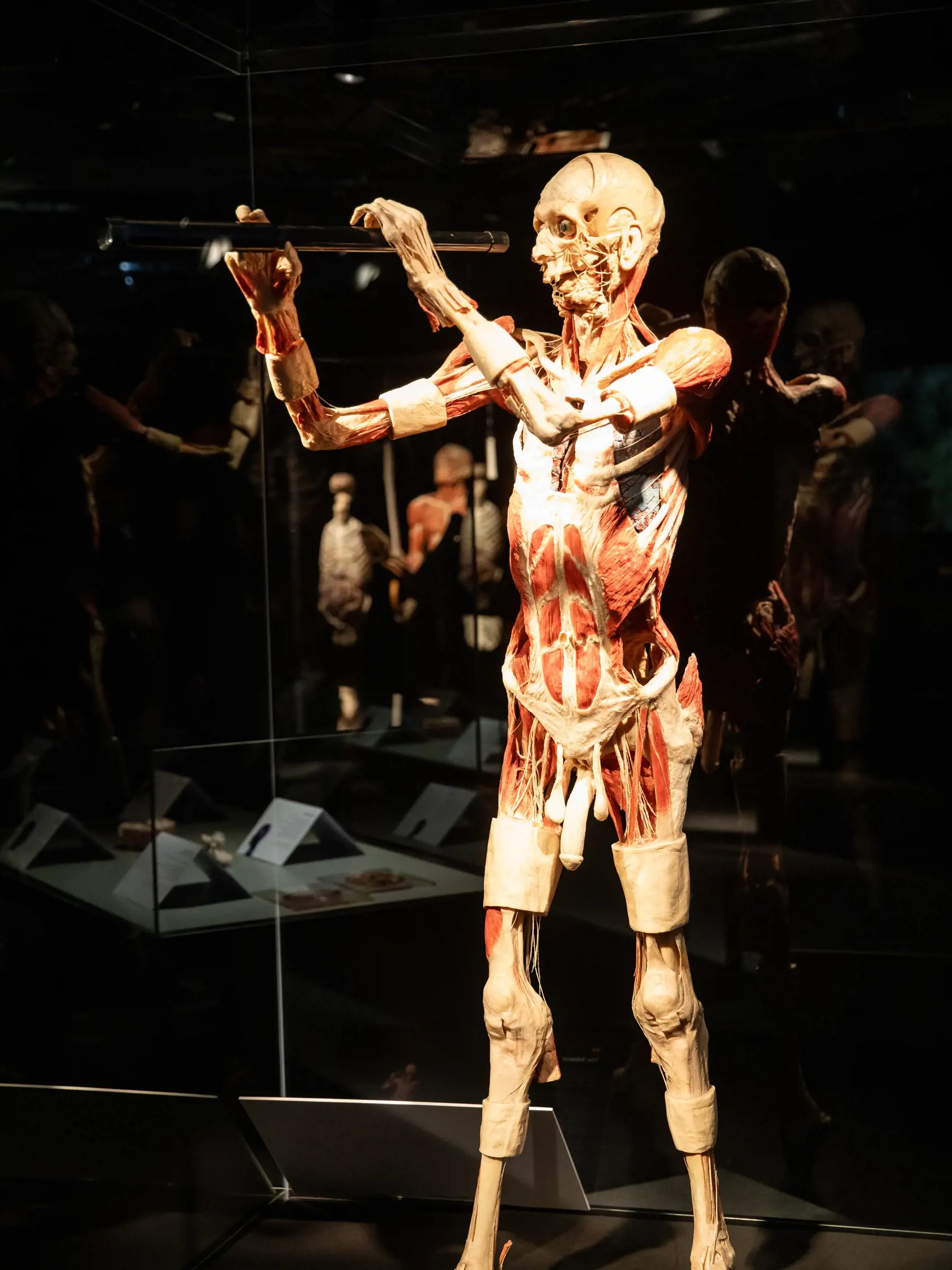 V piatok 13.10. začala v bratislavskom  nákupnom centre Nivy podľa viacerých odborníkov a mimovládnych organizácii kontroverzná výstava Body Worlds.