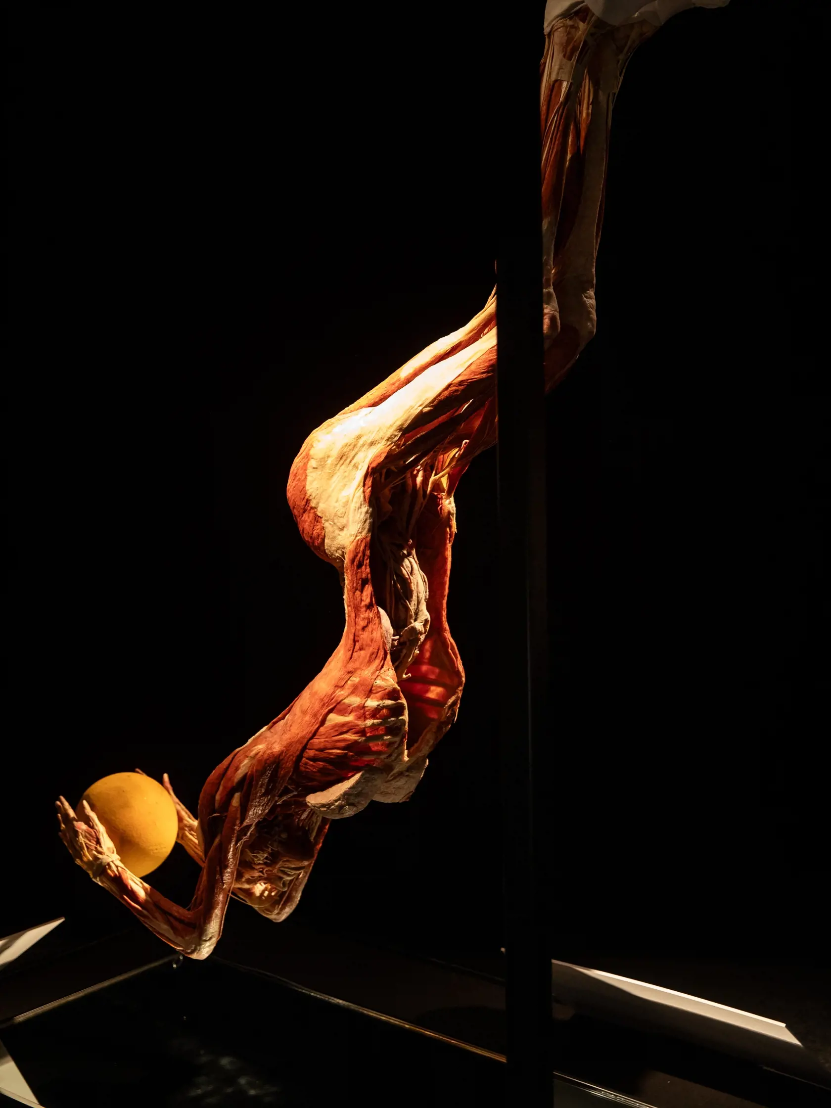 V piatok 13.10. začala v bratislavskom  nákupnom centre Nivy podľa viacerých odborníkov a mimovládnych organizácii kontroverzná výstava Body Worlds.