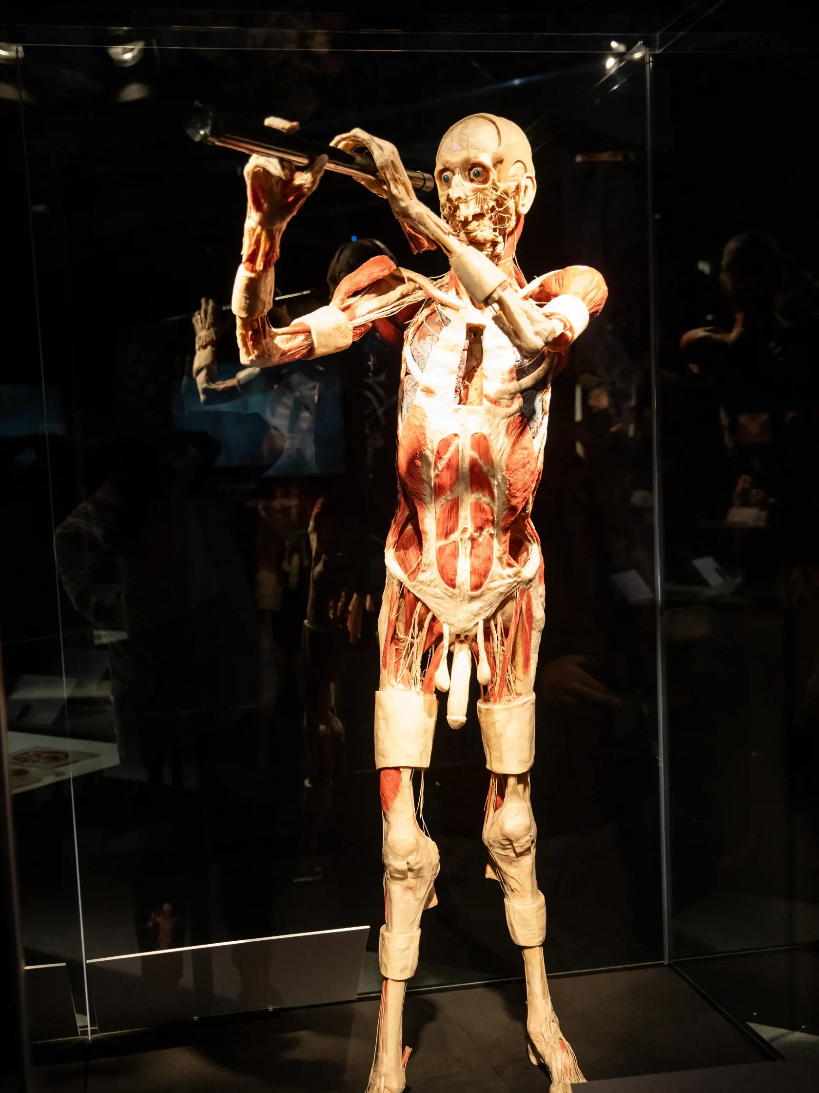 V piatok 13.10. začala v bratislavskom  nákupnom centre Nivy podľa viacerých odborníkov a mimovládnych organizácii kontroverzná výstava Body Worlds.