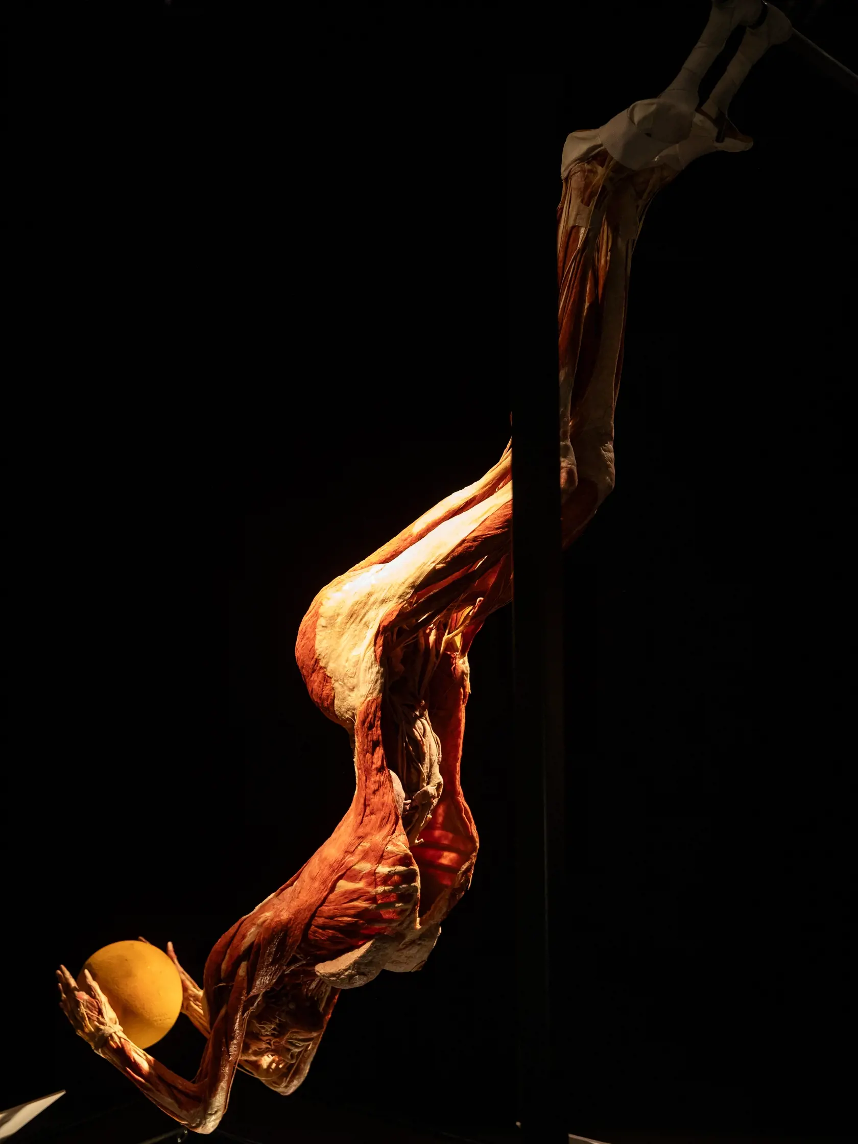 V piatok 13.10. začala v bratislavskom  nákupnom centre Nivy podľa viacerých odborníkov a mimovládnych organizácii kontroverzná výstava Body Worlds.