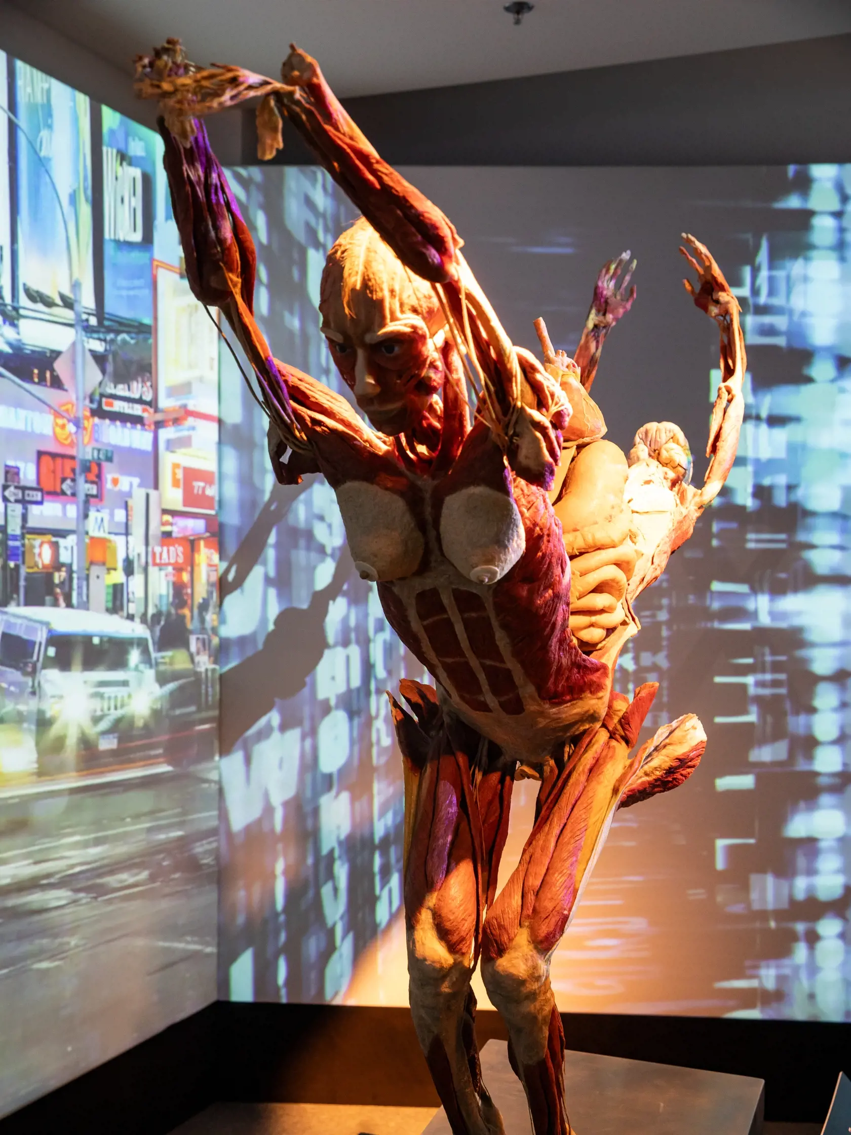 V piatok 13.10. začala v bratislavskom  nákupnom centre Nivy podľa viacerých odborníkov a mimovládnych organizácii kontroverzná výstava Body Worlds.