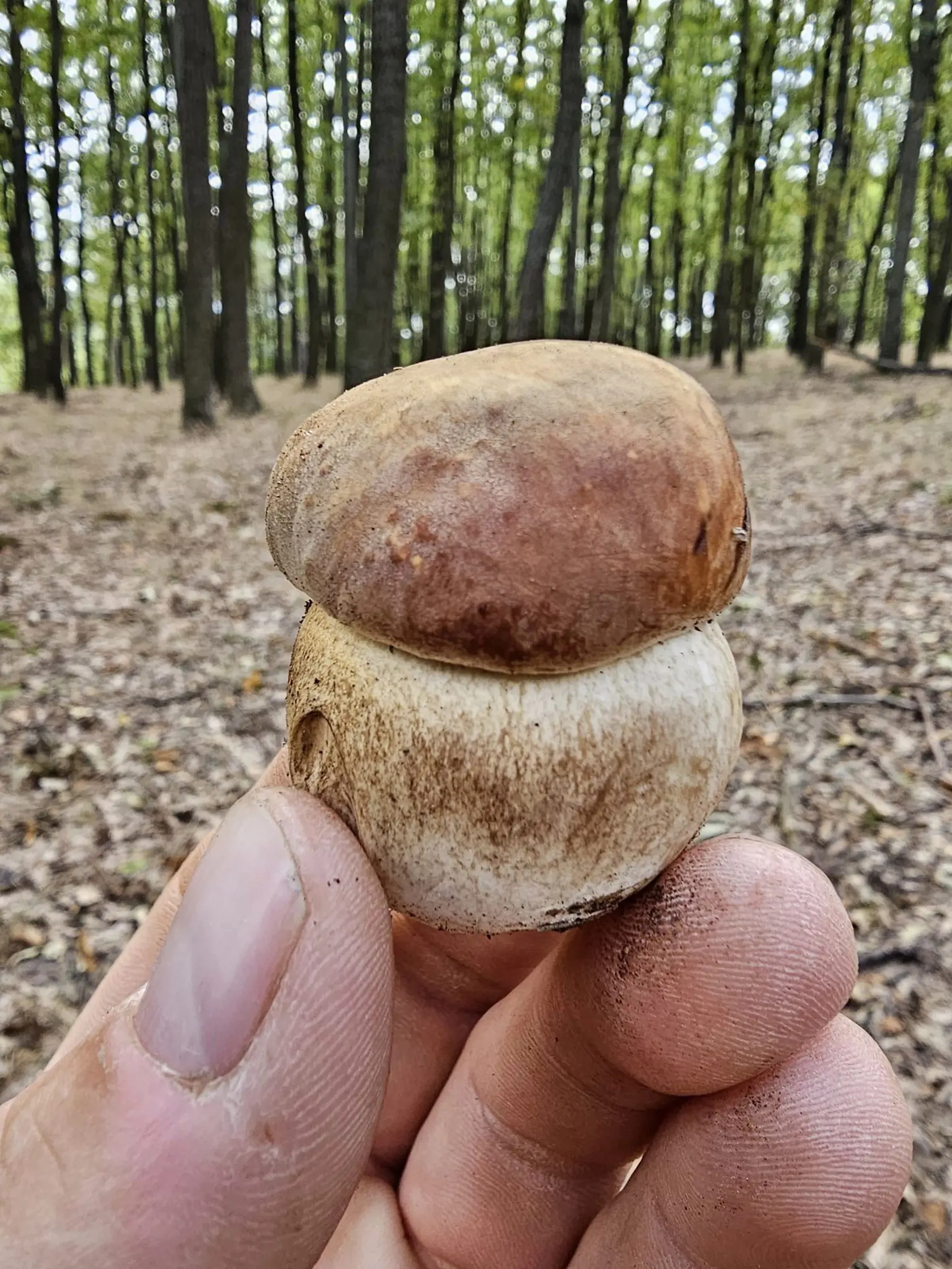 Miesta si vyhľadávajú podľa máp, kde je krásne vidieť, či ide o ihličnatý alebo listnaný les a rovnako tu vidno aj samotné šikminy.