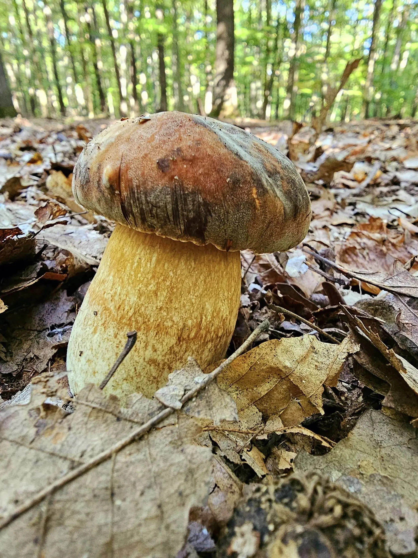 Miesta si vyhľadávajú podľa máp, kde je krásne vidieť, či ide o ihličnatý alebo listnaný les a rovnako tu vidno aj samotné šikminy.