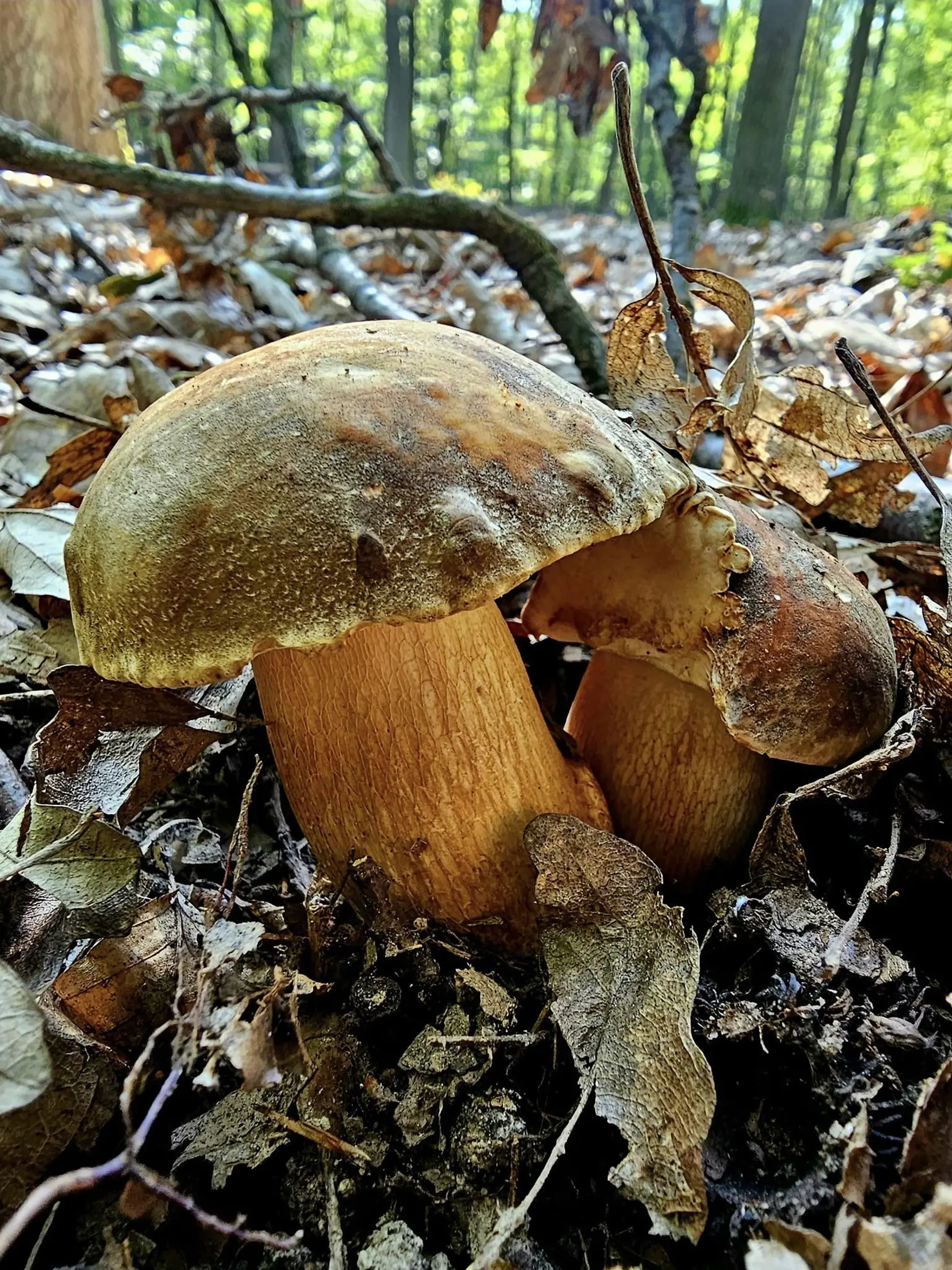 Miesta si vyhľadávajú podľa máp, kde je krásne vidieť, či ide o ihličnatý alebo listnaný les a rovnako tu vidno aj samotné šikminy.