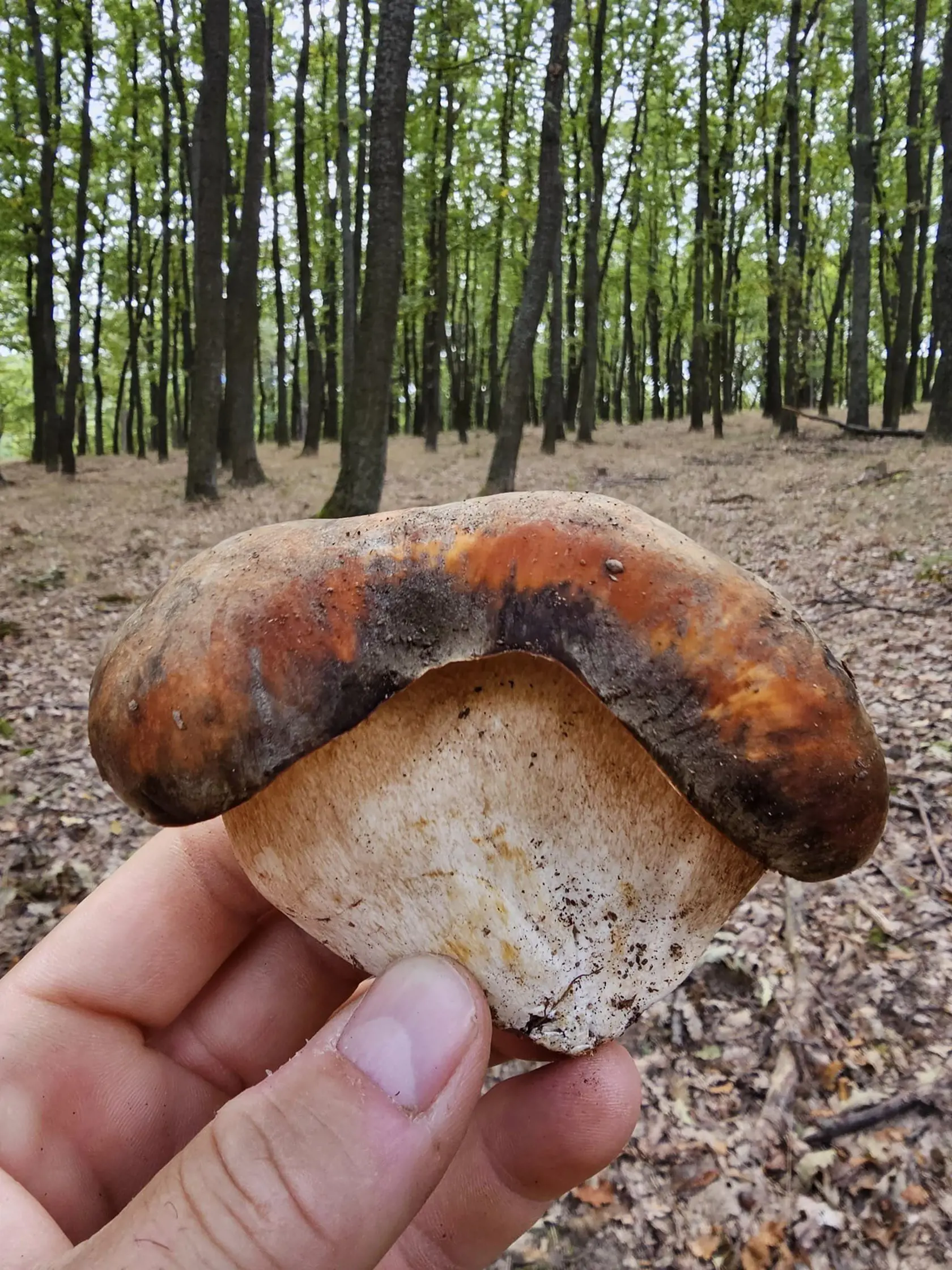 Sami najviac vyhľadávajú dubáky, smrekáče, ale zbierajú aj vatovce, bedle a kuriatka a podobne.