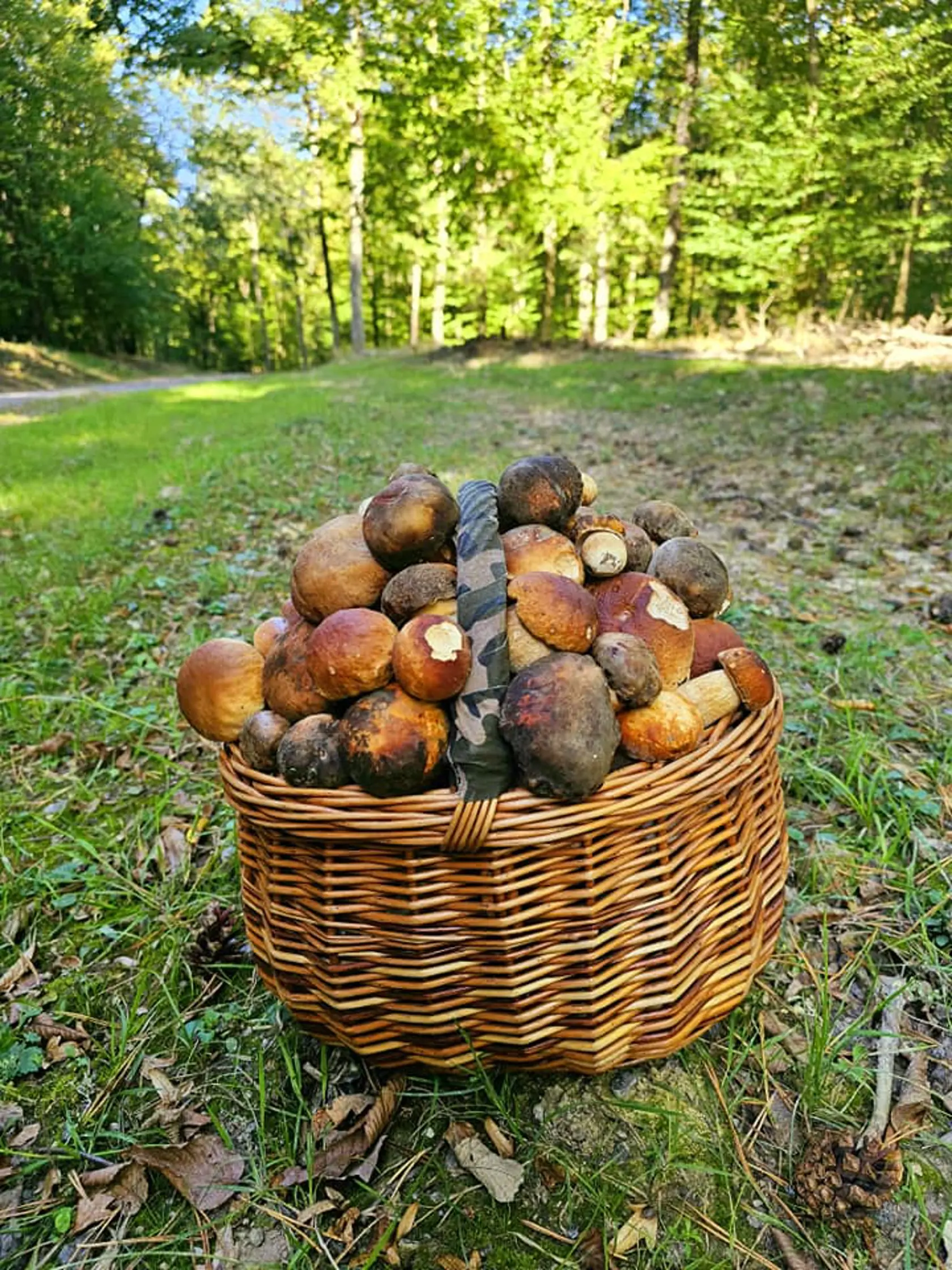 Sami najviac vyhľadávajú dubáky, smrekáče, ale zbierajú aj vatovce, bedle a kuriatka a podobne.