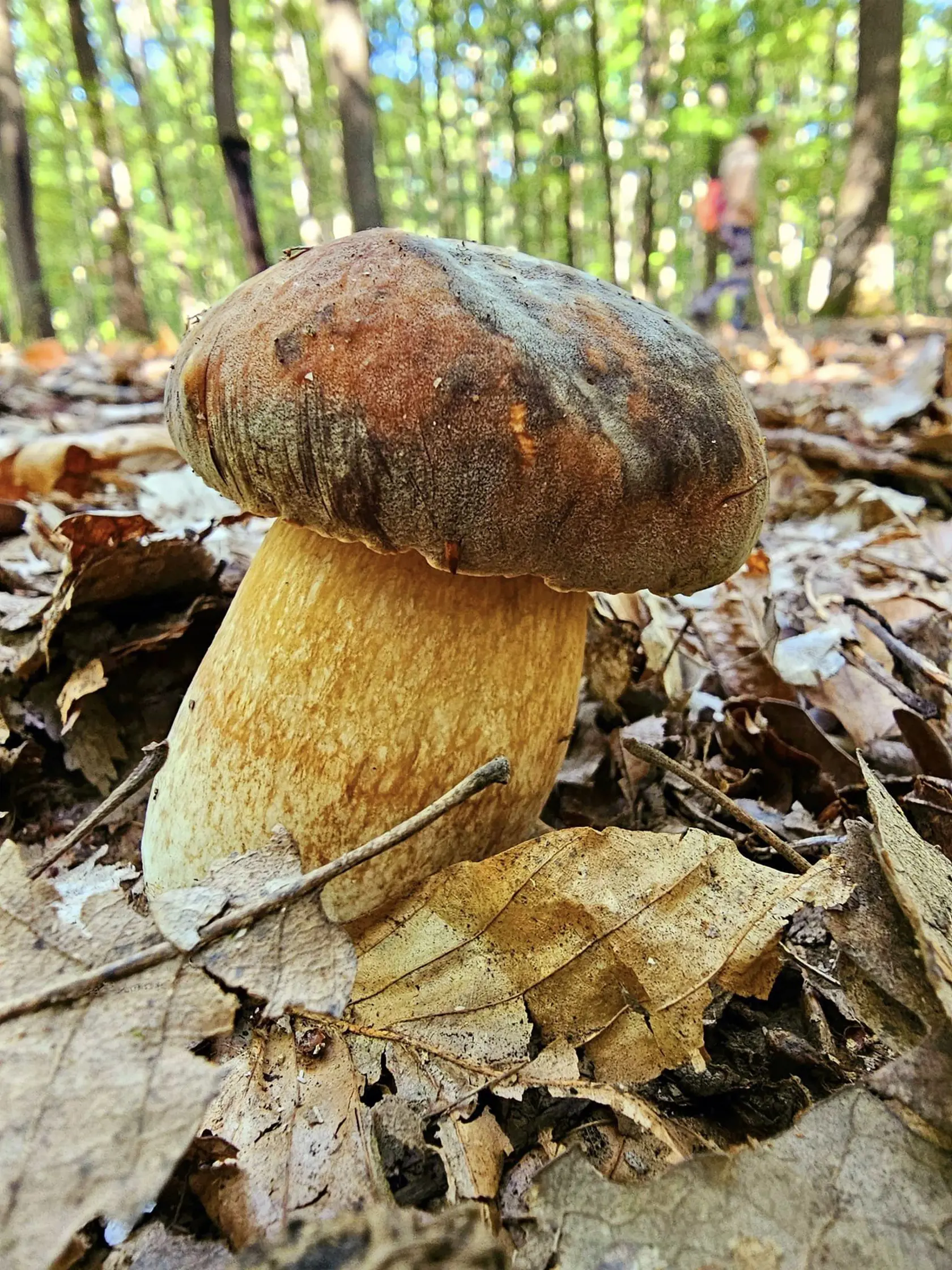 V tomto období, keď už nerastú vo veľkom, treba podľa Martina veľa chodiť a hľadať.