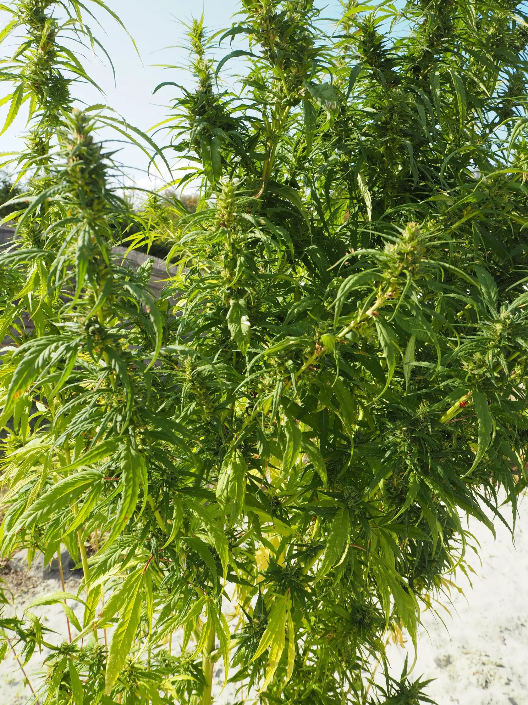 Marihuana, ako ju bežne poznáme