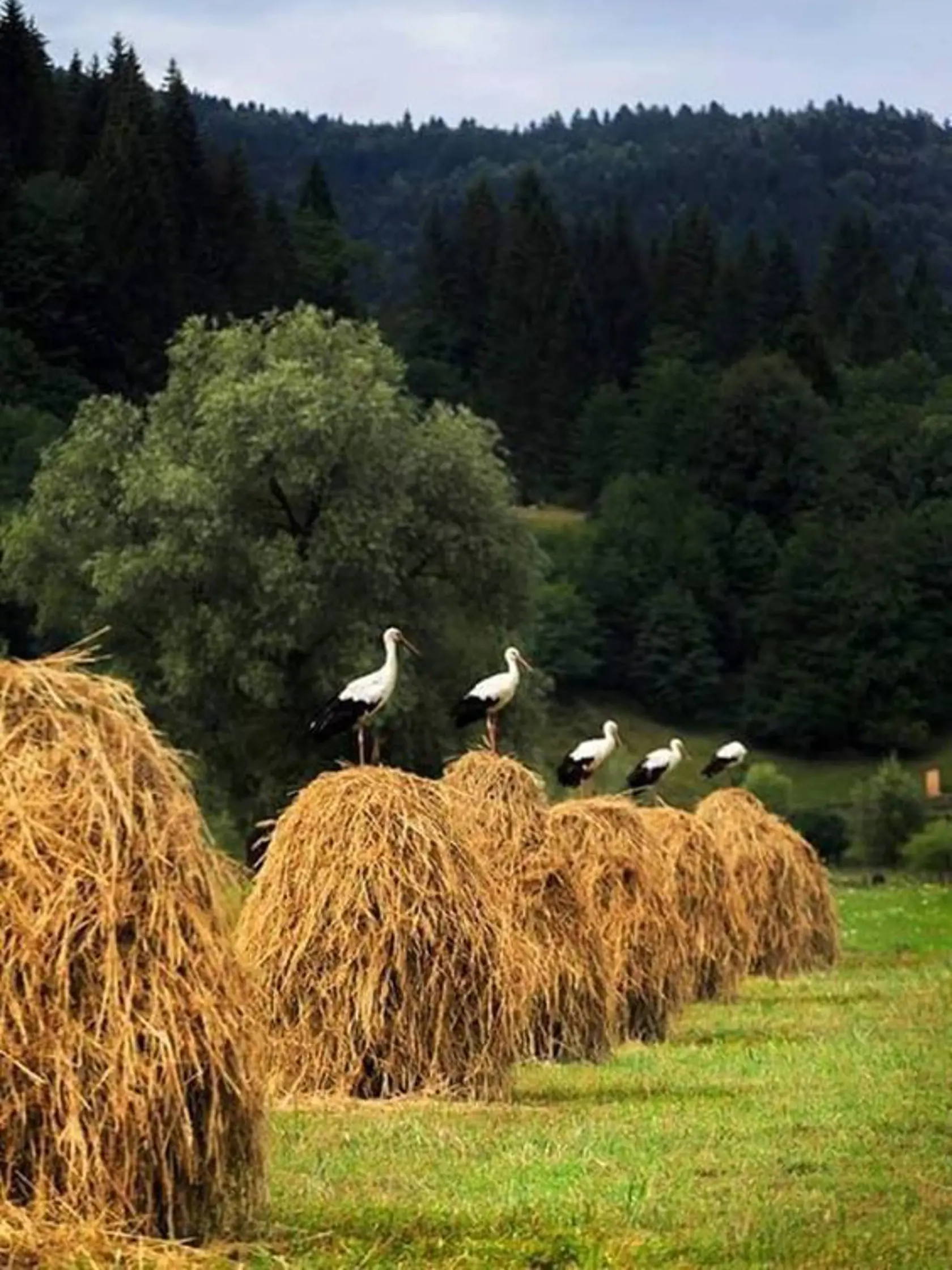 Bláznivý apríl, strieda slnečný máj, ktorý je priam stvorený na  prechádzky, ale aj potulky vo dvojici. Kto sa okolo seba dobre pozerá, a má pri ruke fotoaparát alebo mobil, môže zachytiť aj takýto, naozaj neobyčajný záber - bocianov na kôpkach sena.