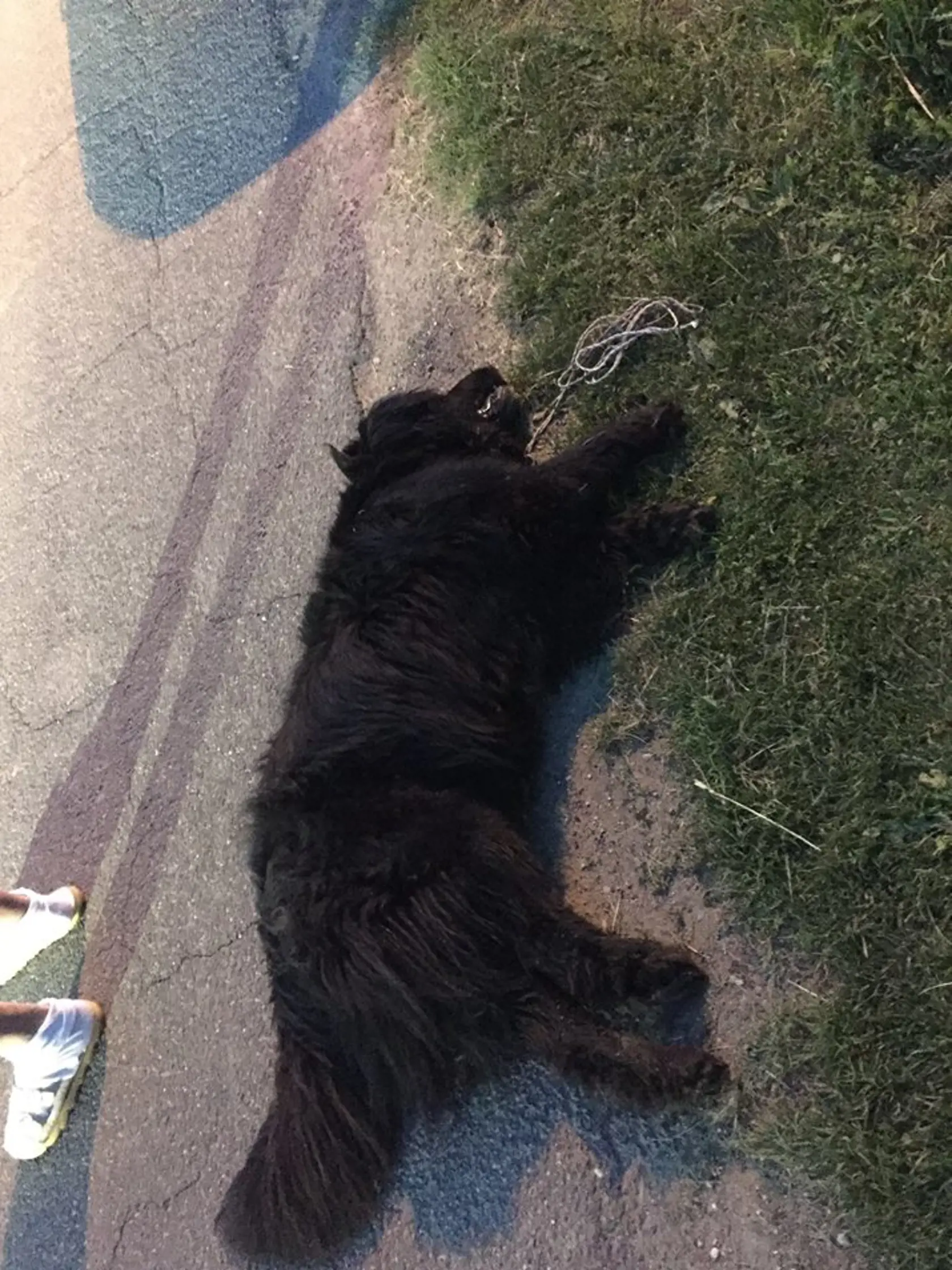 Bezbranný pes zomrel strašnou smrťou.